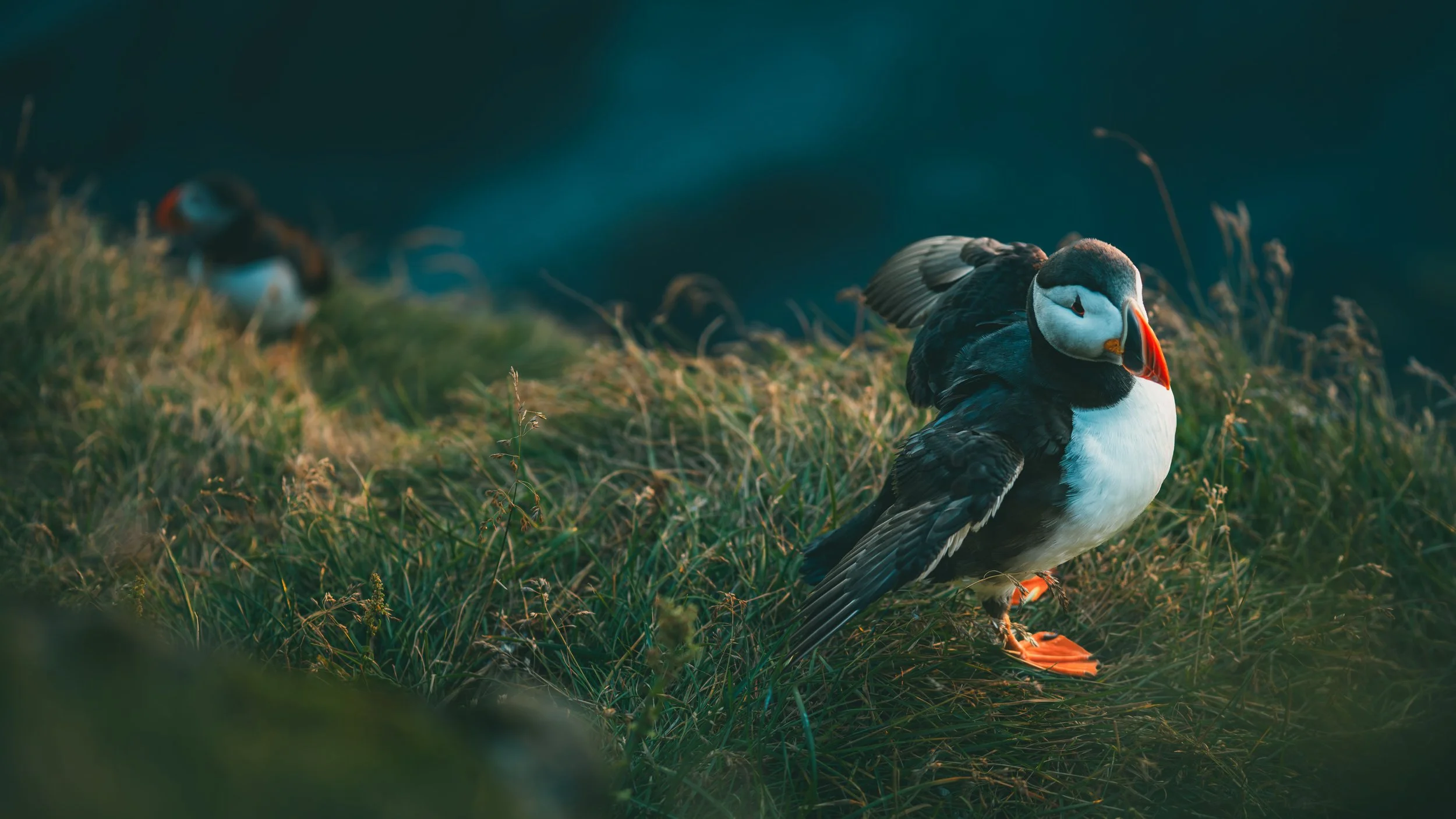 R5_06320_D4-8-9_Vik_Dyrhólaey-Puffins-small.jpg
