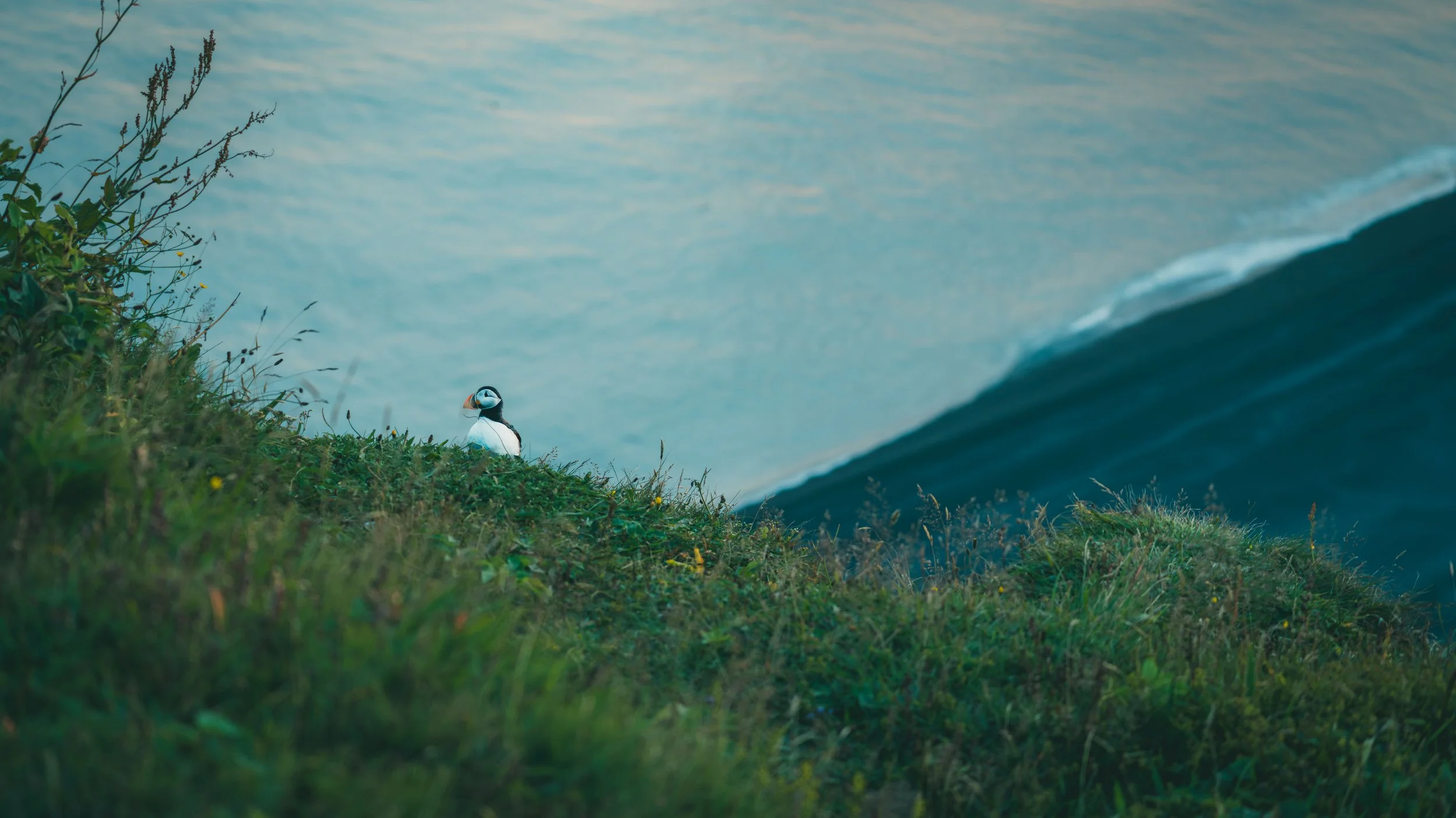 R5_06333_D4-8-9_Vik_Dyrhólaey-Puffins-small.jpg