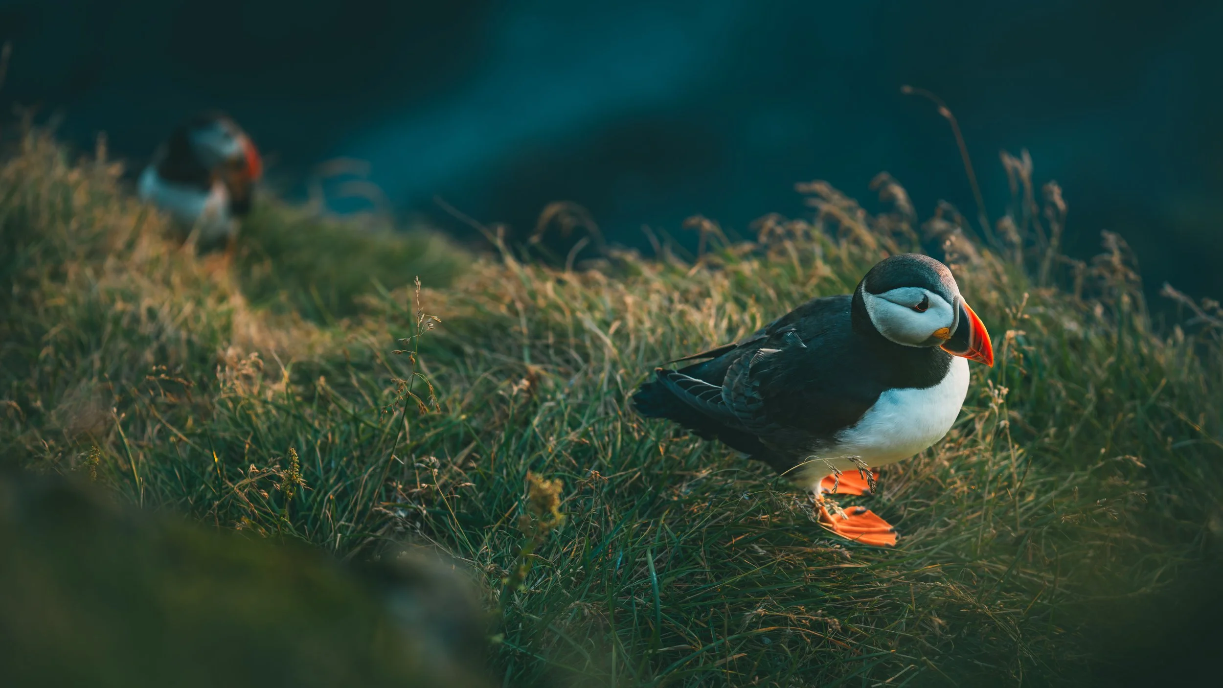 R5_06306_D4-8-9_Vik_Dyrhólaey-Puffins-small.jpg