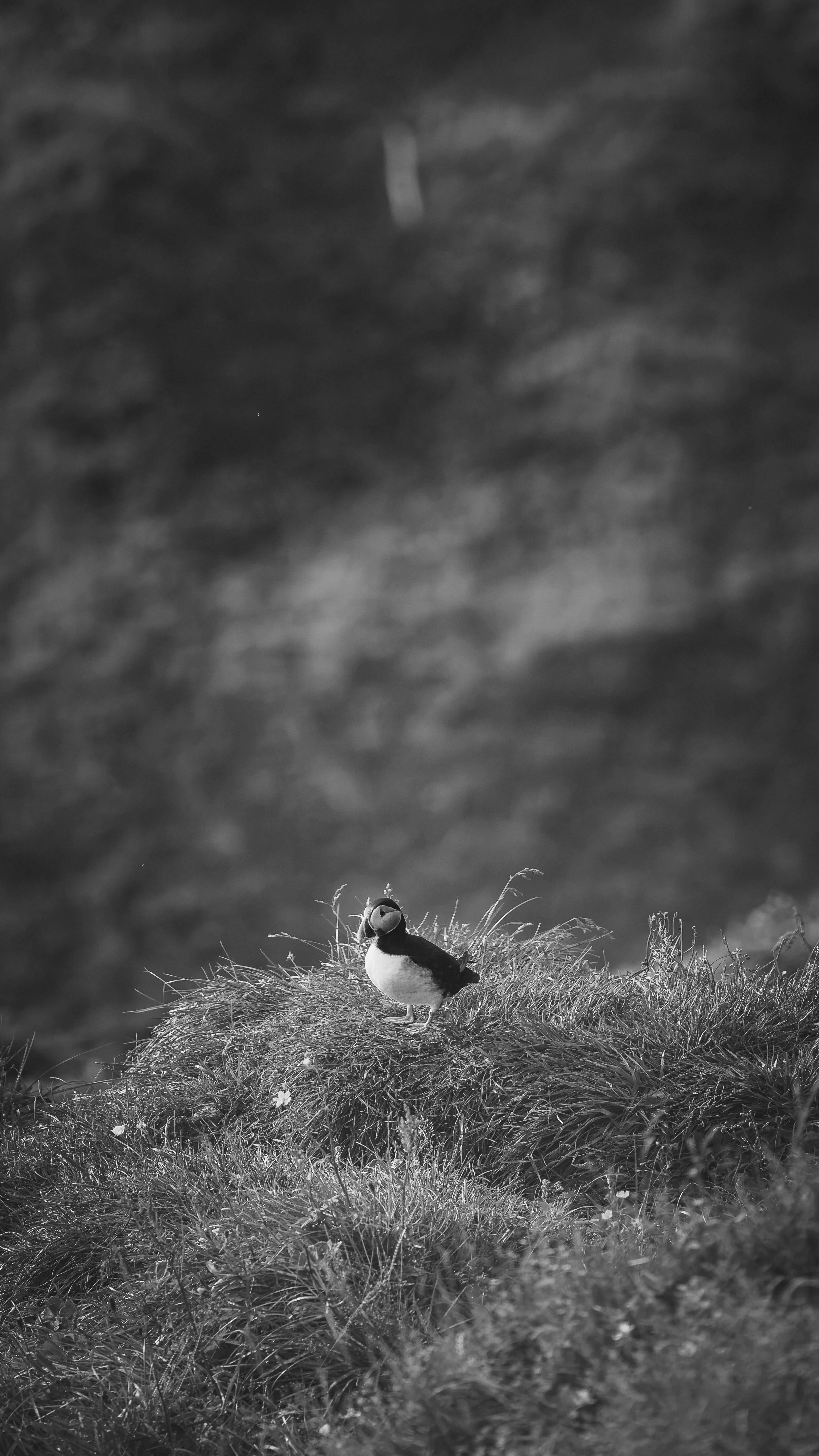 R5_06111_BW_D4-8-9_Vik_Dyrhólaey-Puffins-small.jpg