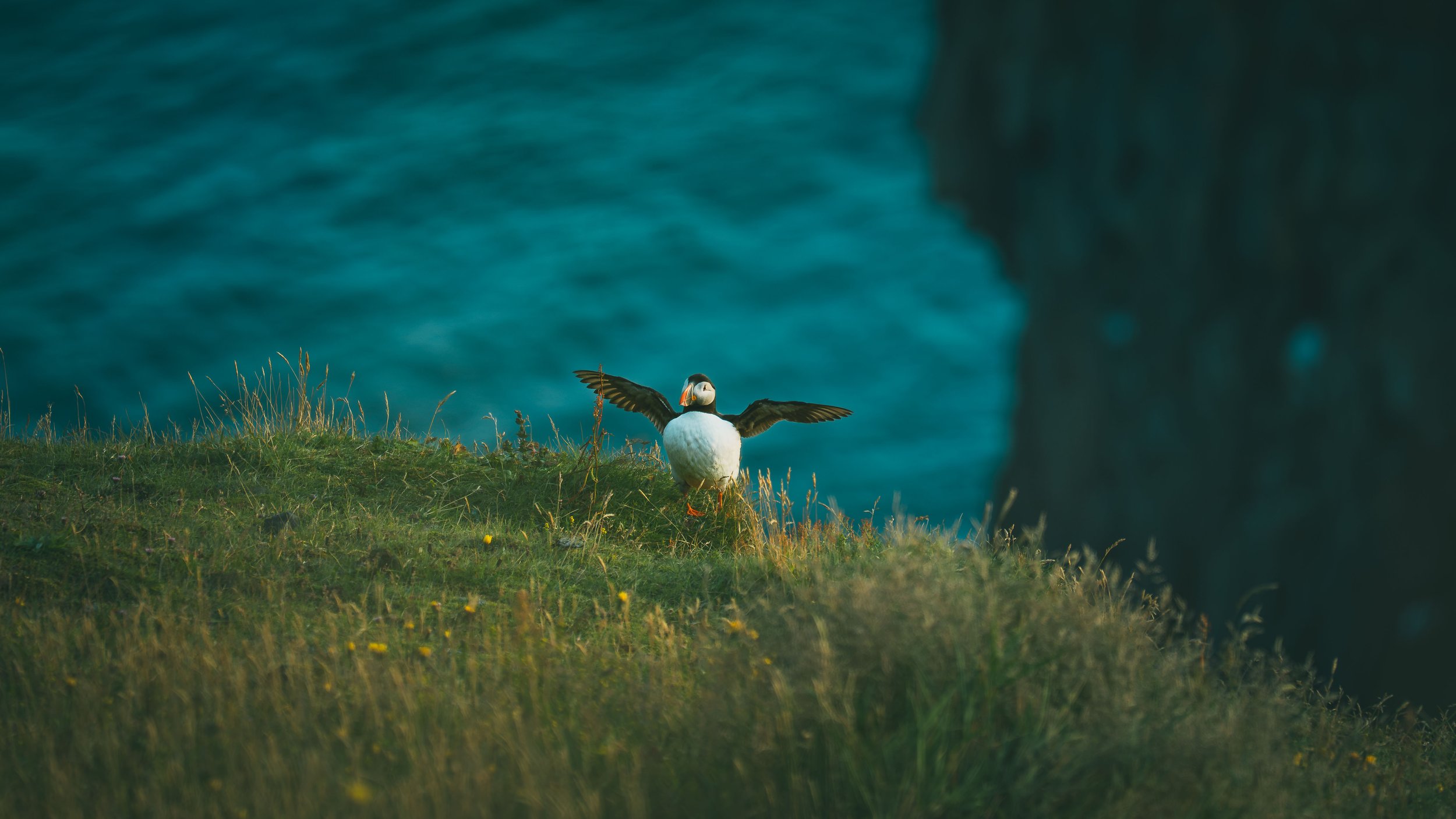R5_05789_D4-8-9_Vik_Dyrhólaey-Puffins-small.jpg