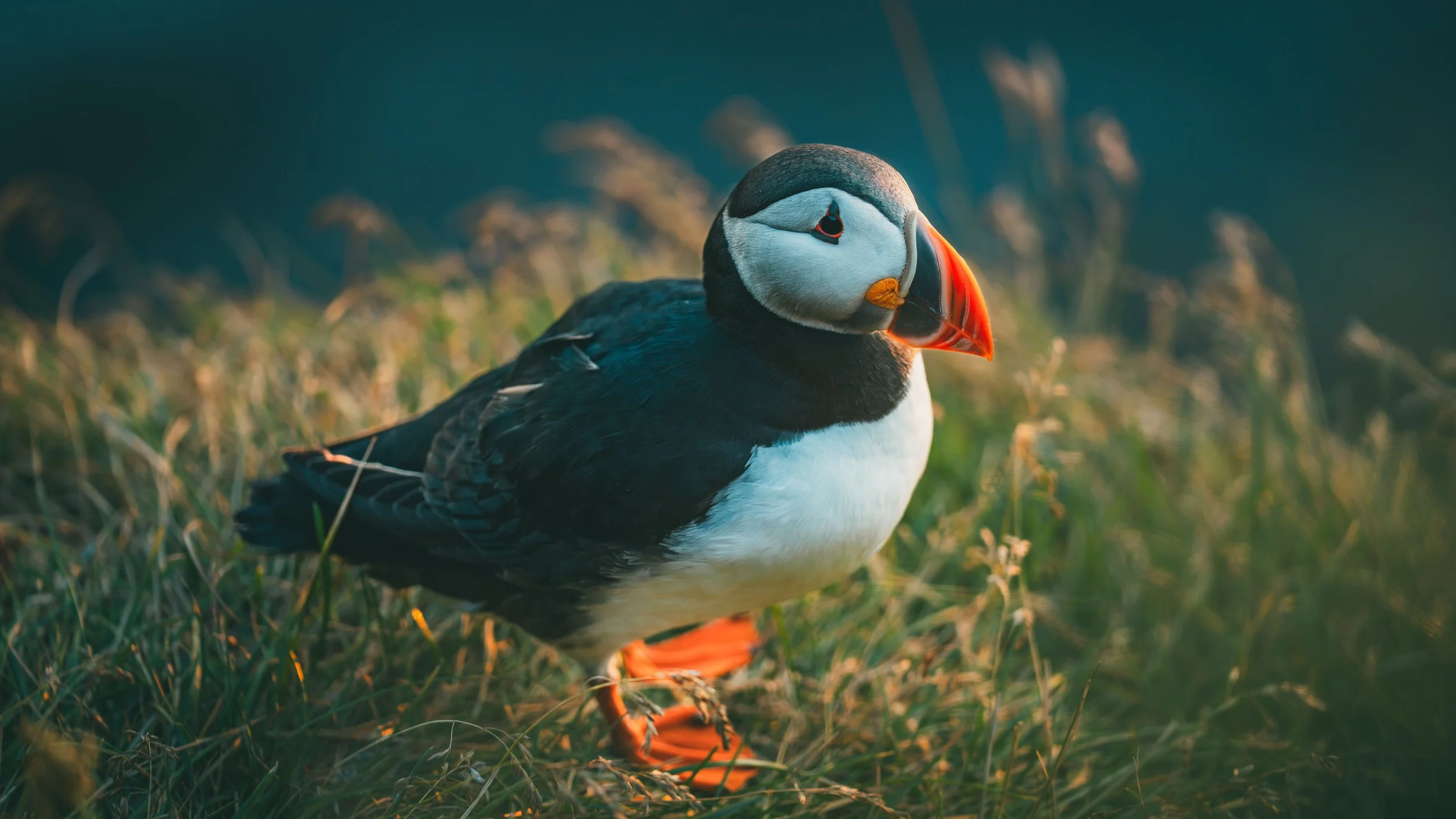 R5_06277_D4-8-9_Vik_Dyrhólaey-Puffins-small.jpg