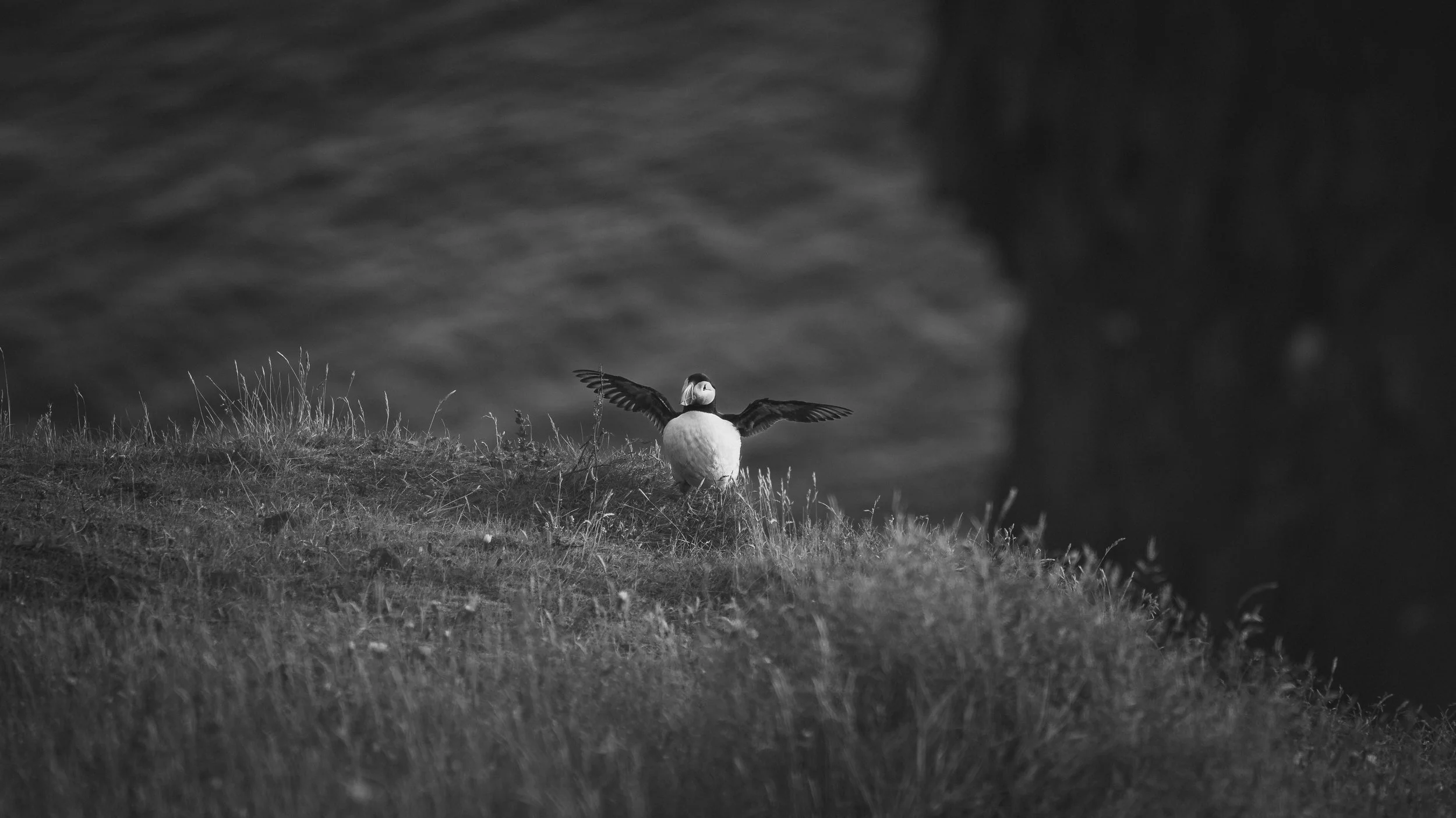R5_05789_BW_D4-8-9_Vik_Dyrhólaey-Puffins-small.jpg