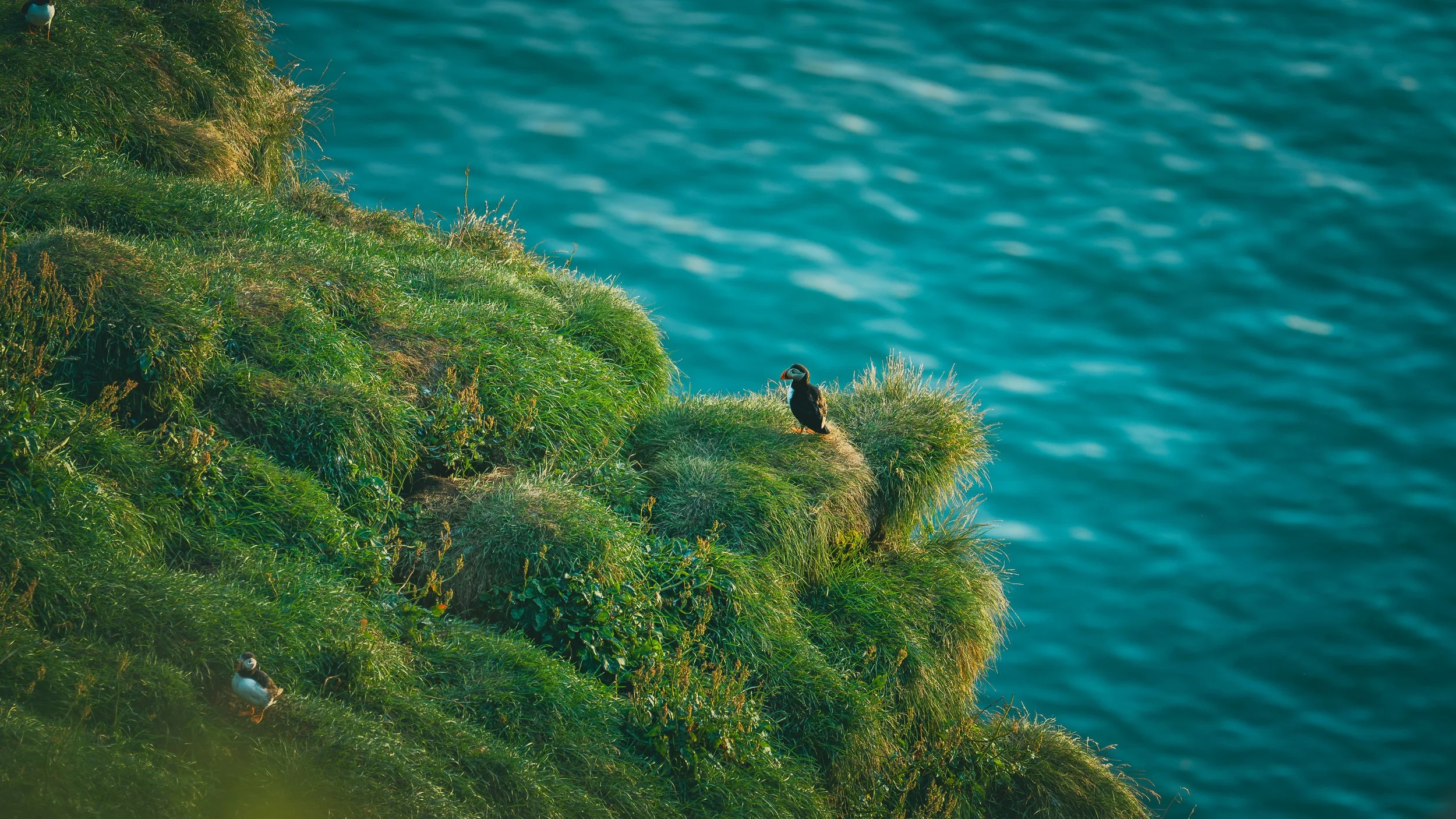 R5_05830_D4-8-9_Vik_Dyrhólaey-Puffins-small.jpg