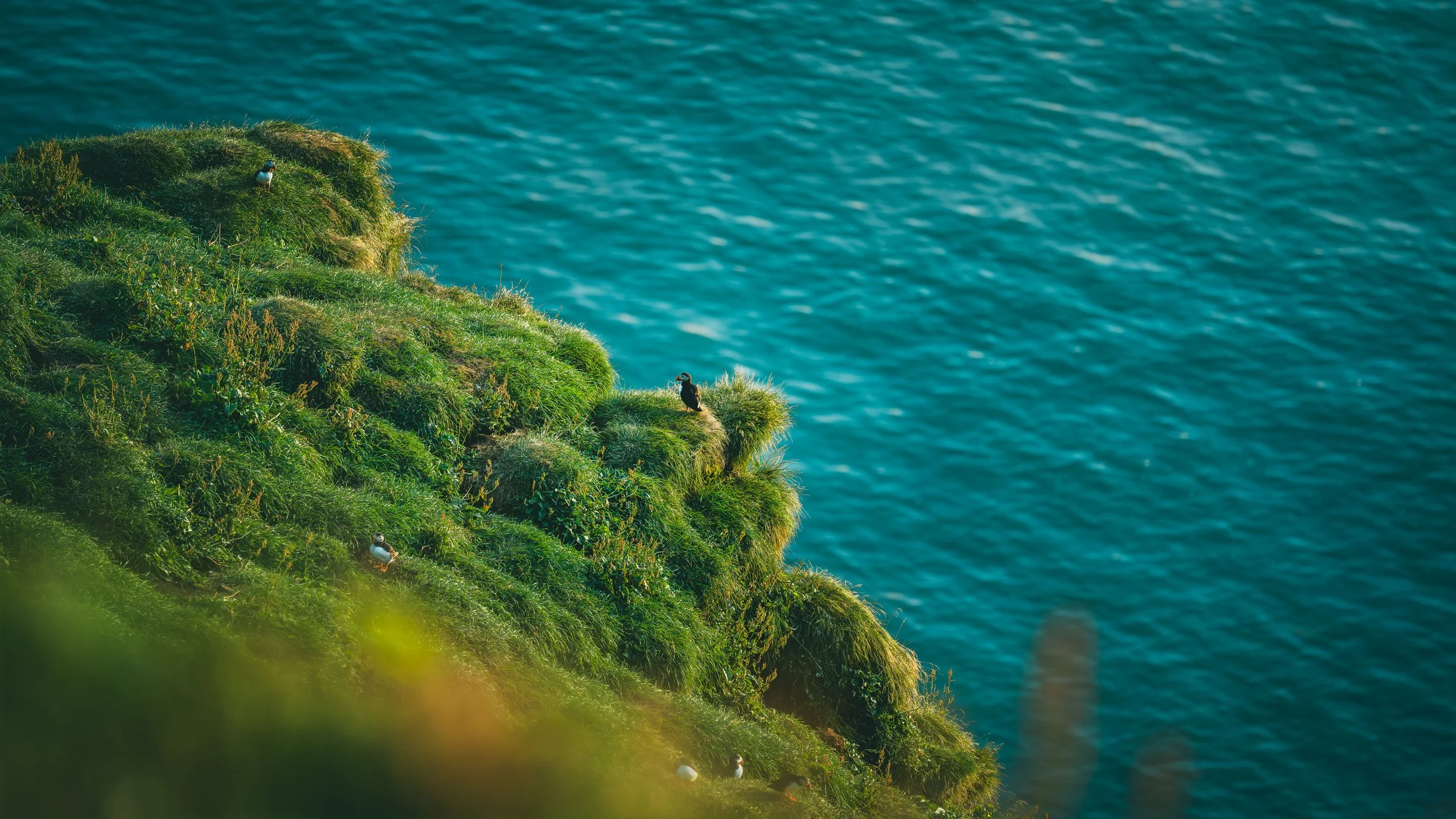 R5_05829_D4-8-9_Vik_Dyrhólaey-Puffins-small.jpg