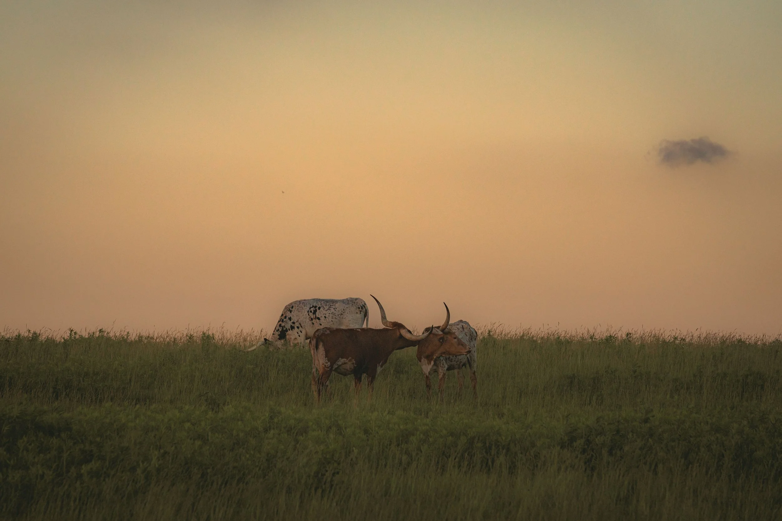 GashMonrovia-R5_03371.jpg