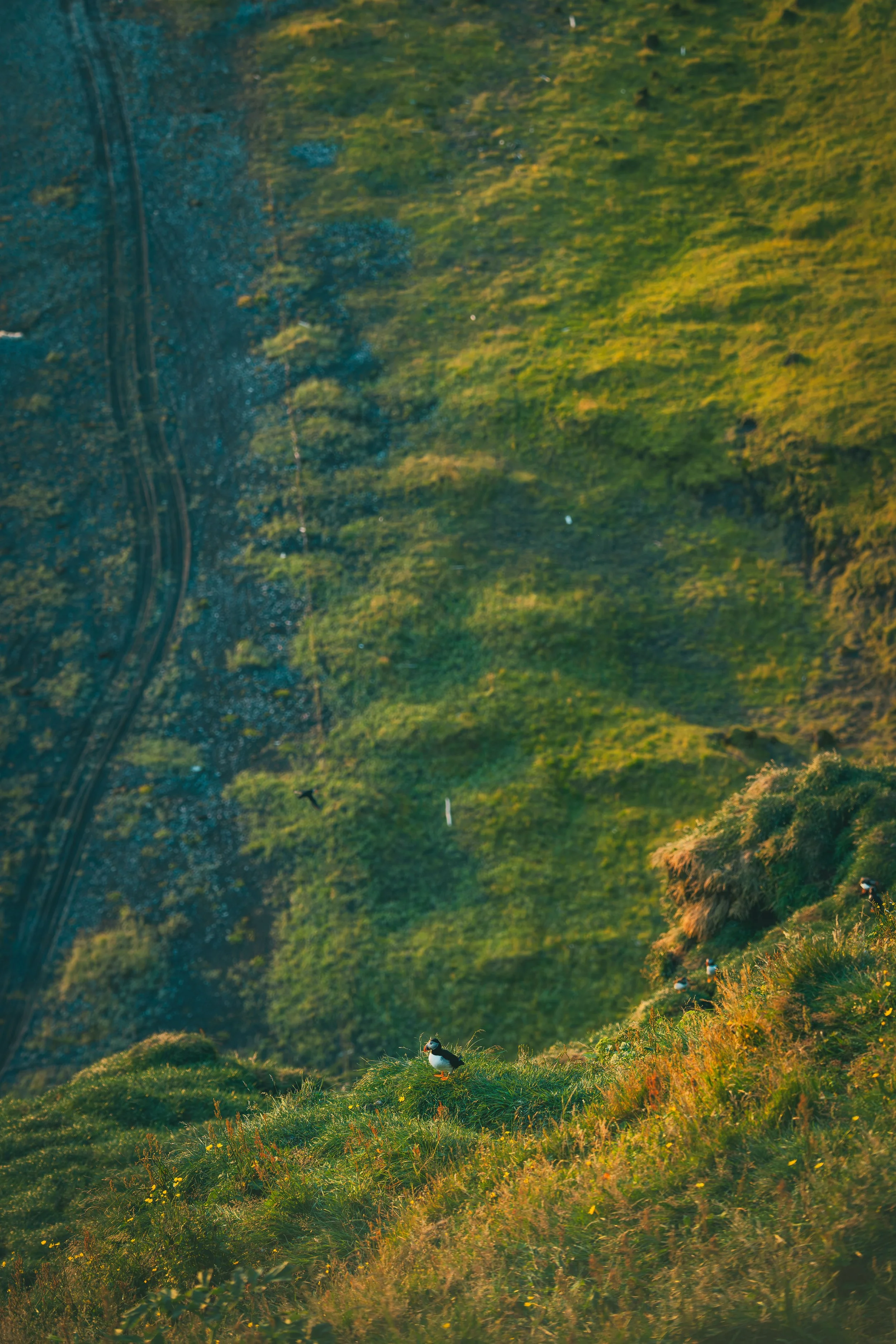 R5_06115_D4-8-9_Vik_Dyrhólaey-Puffins-small.jpg