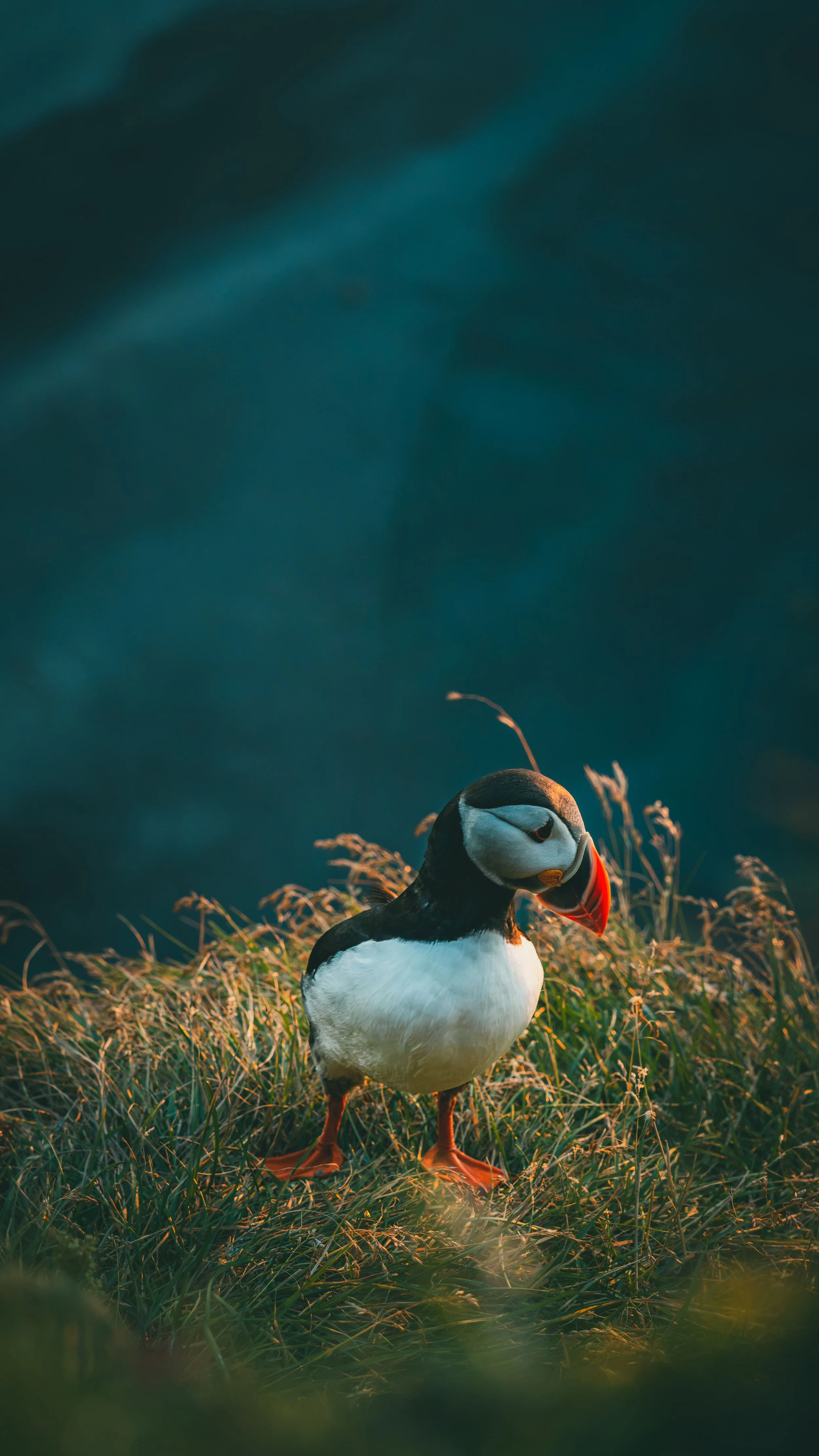 R5_06258_D4-8-9_Vik_Dyrhólaey-Puffins-small.jpg