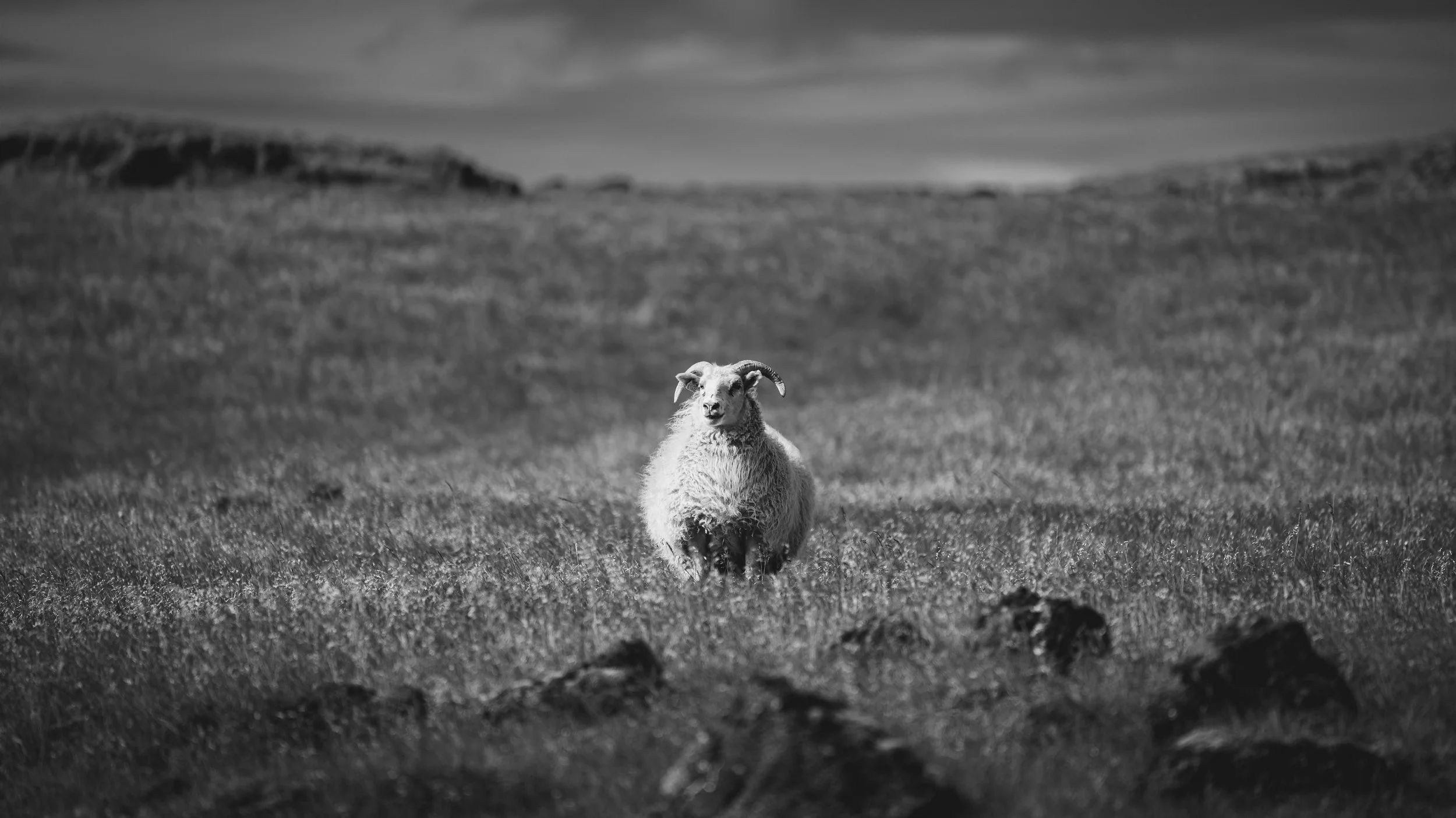 R5_05208_BW_D3-8-8_Route42-small.jpg