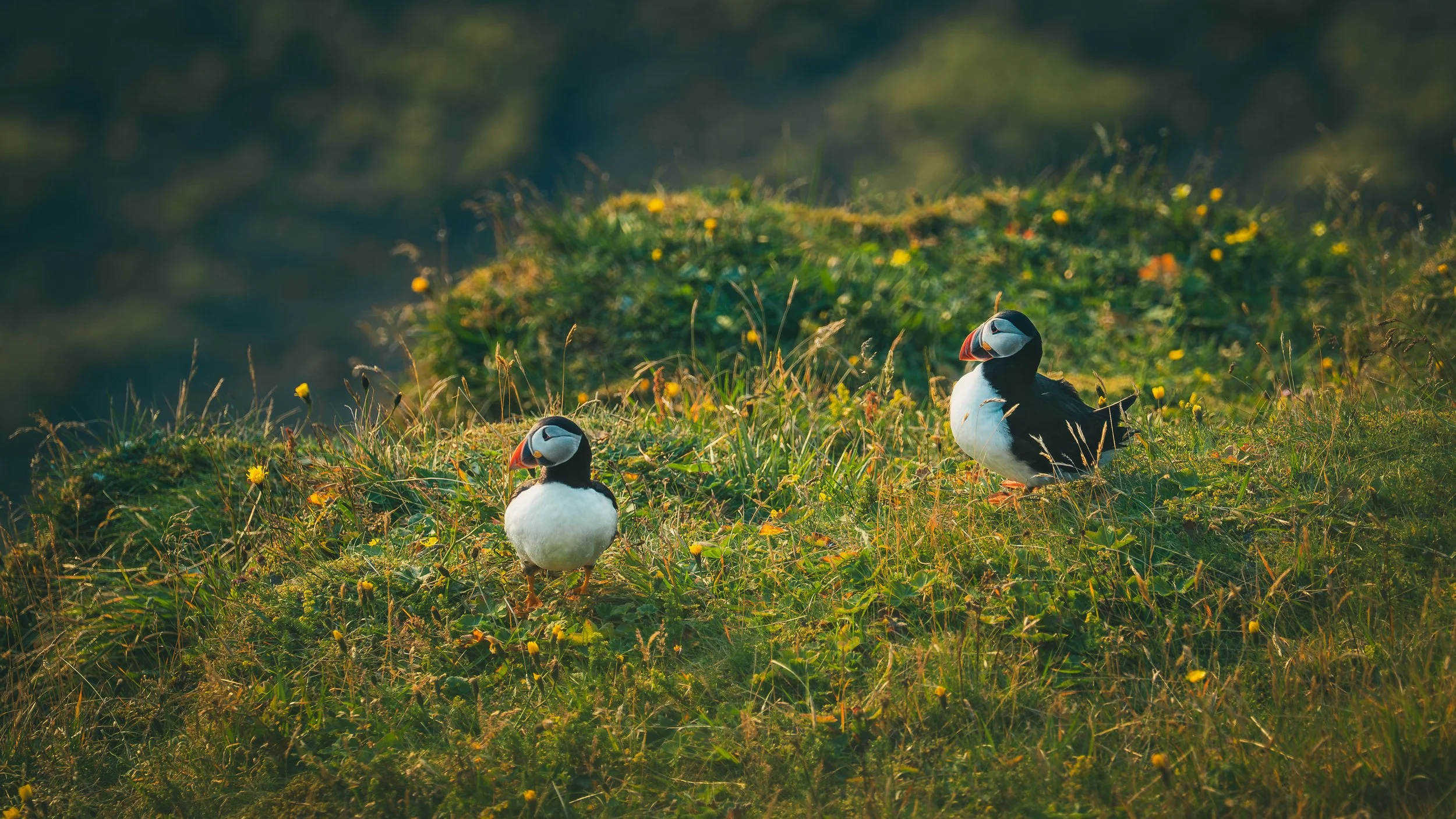 R5_05970_D4-8-9_Vik_Dyrhólaey-Puffins-small.jpg