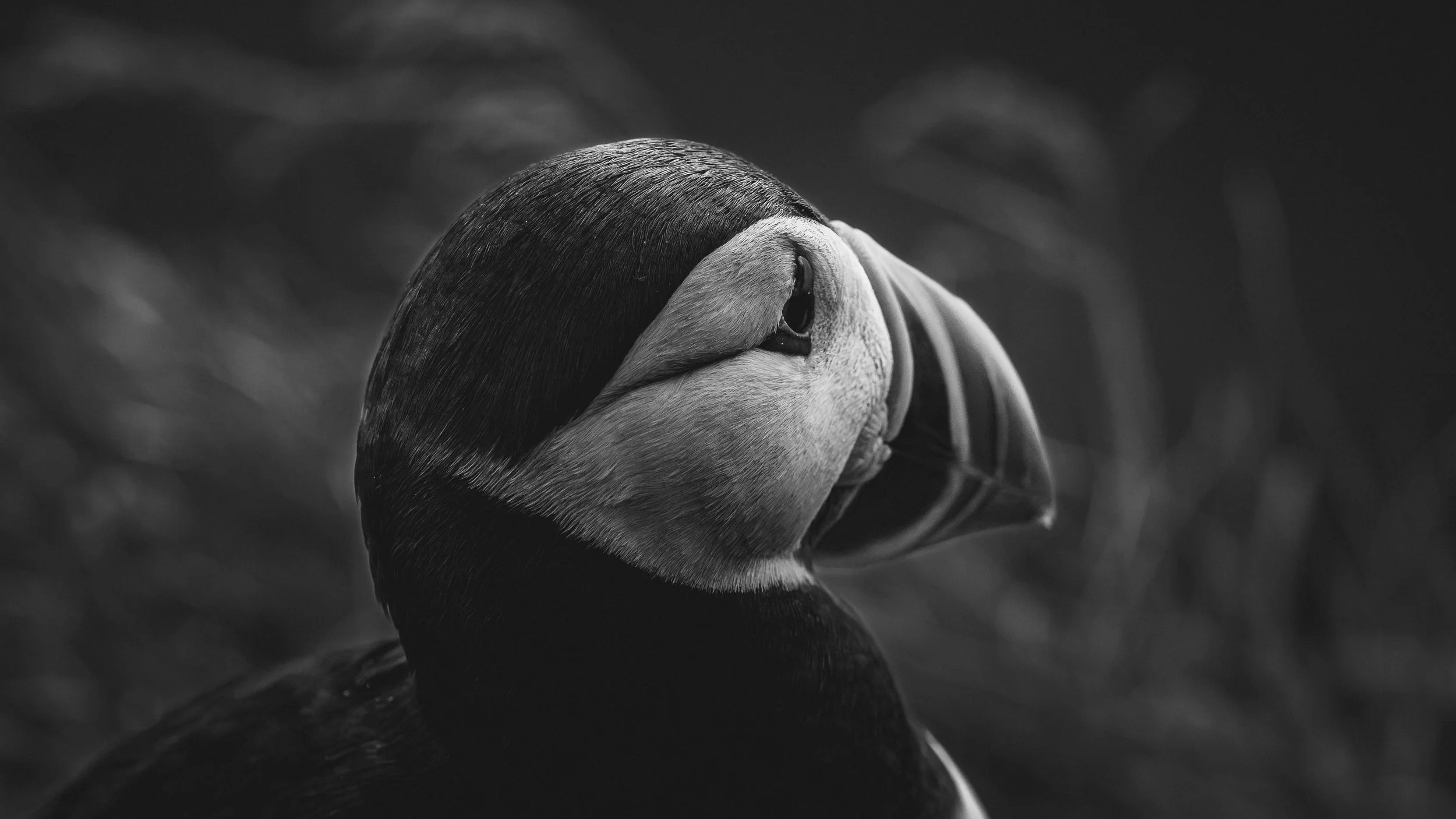 R5_06181_BW_D4-8-9_Vik_Dyrhólaey-Puffins-small.jpg