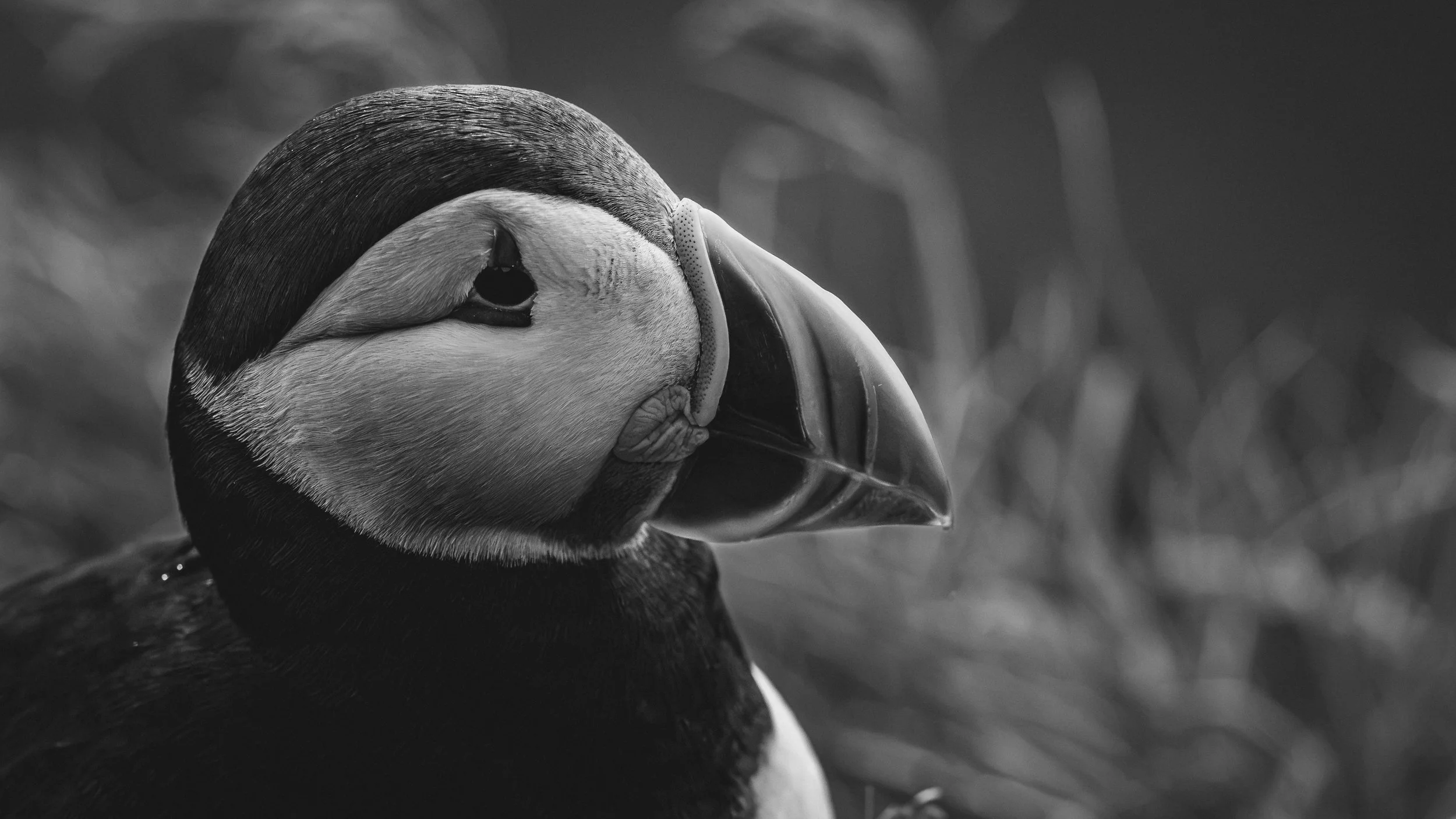 R5_06179_BW_D4-8-9_Vik_Dyrhólaey-Puffins-small.jpg