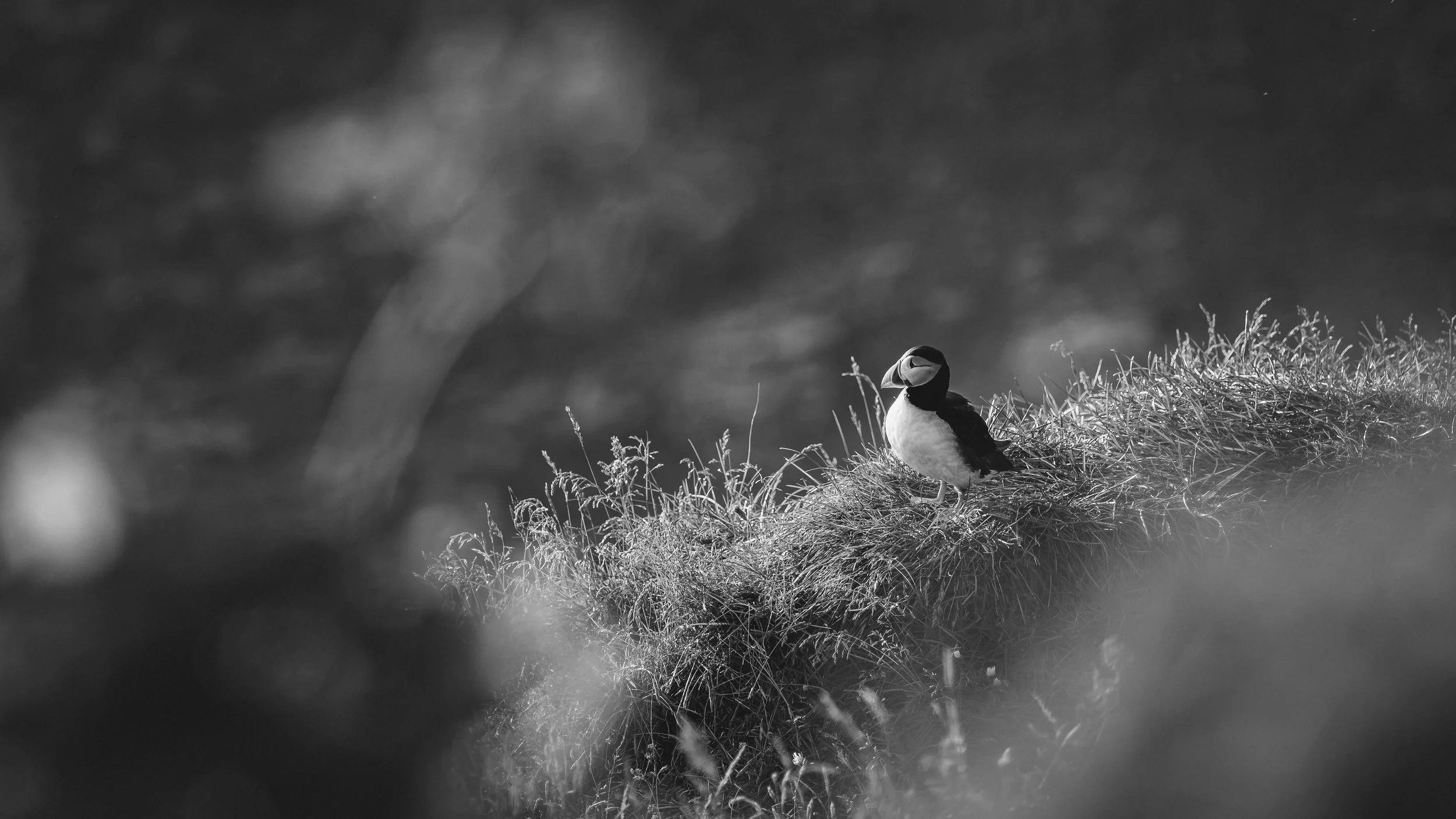 R5_06029_BW_D4-8-9_Vik_Dyrhólaey-Puffins-small.jpg