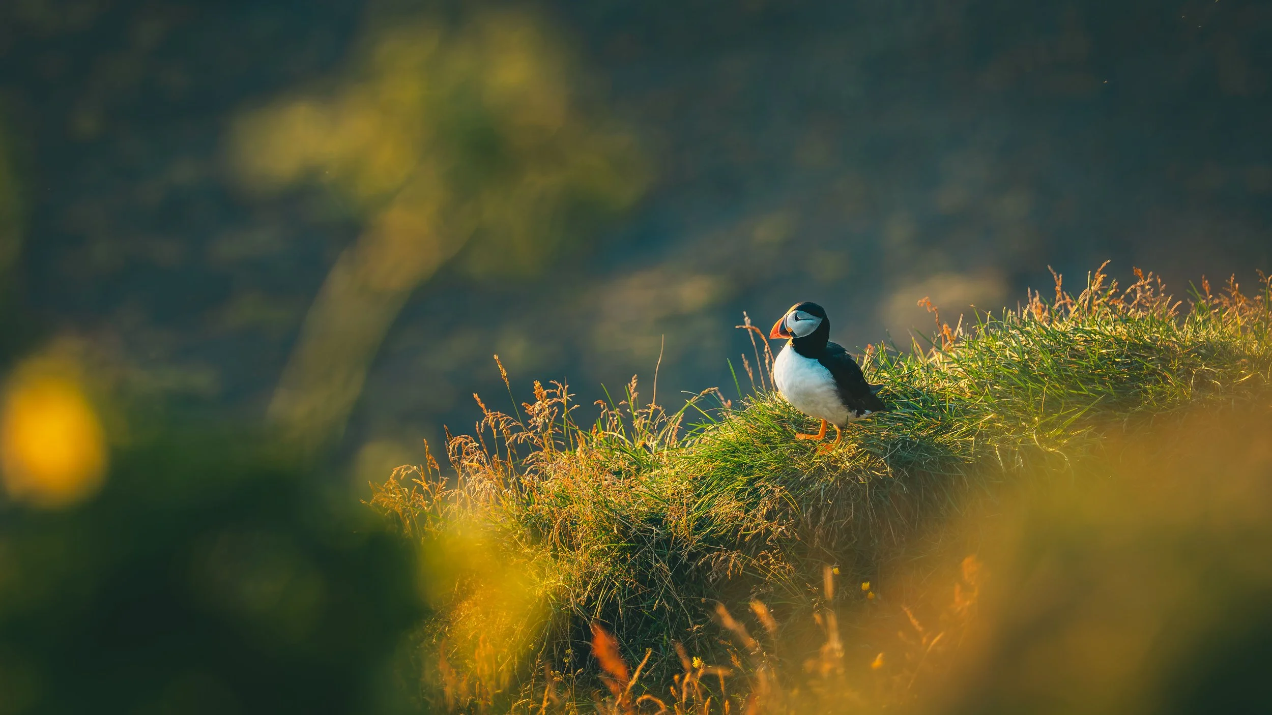 R5_06029_D4-8-9_Vik_Dyrhólaey-Puffins-small.jpg
