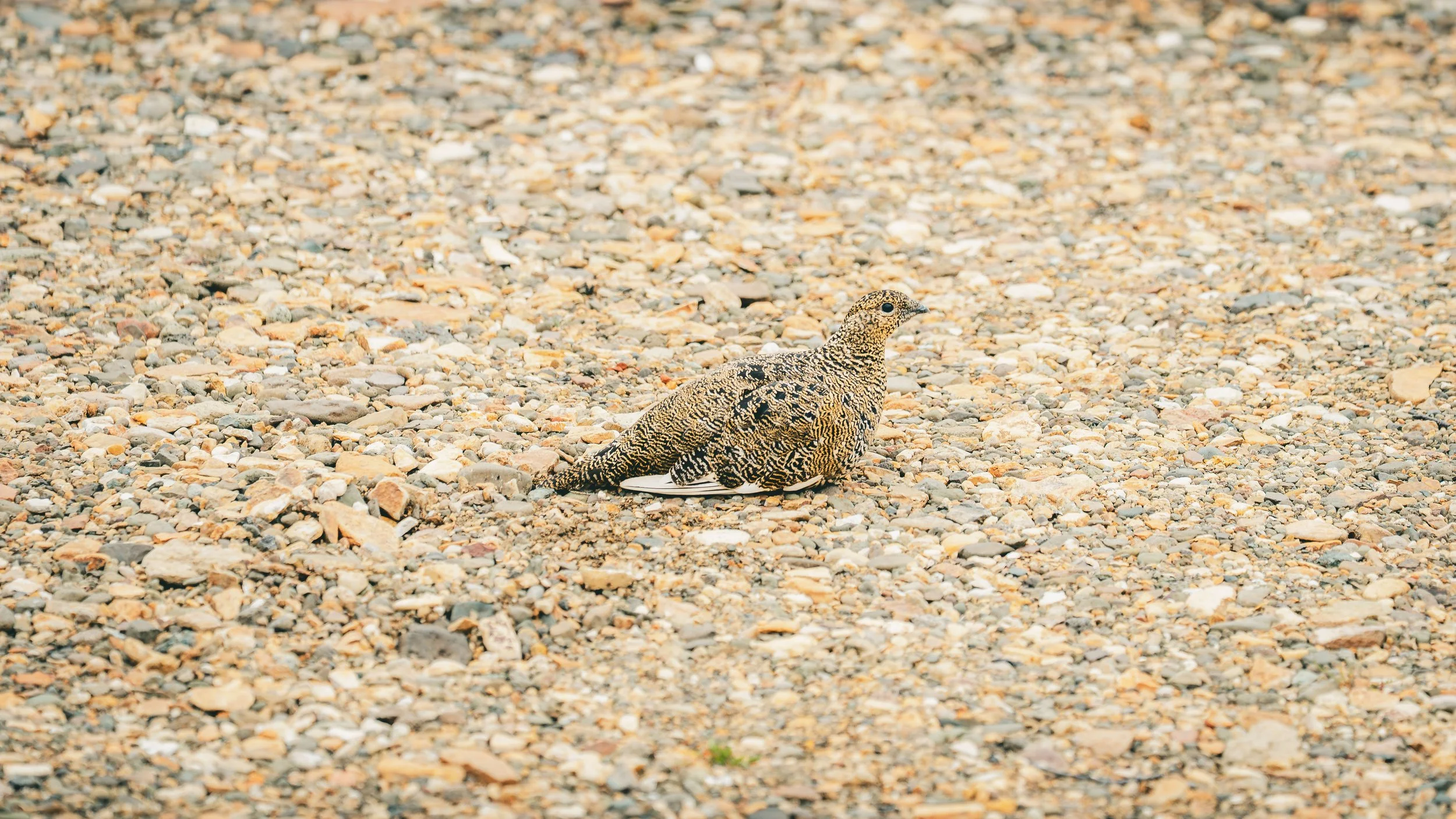 R5_07889_D8-8-13_311Refsholt_RockPtarmigan-small.jpg