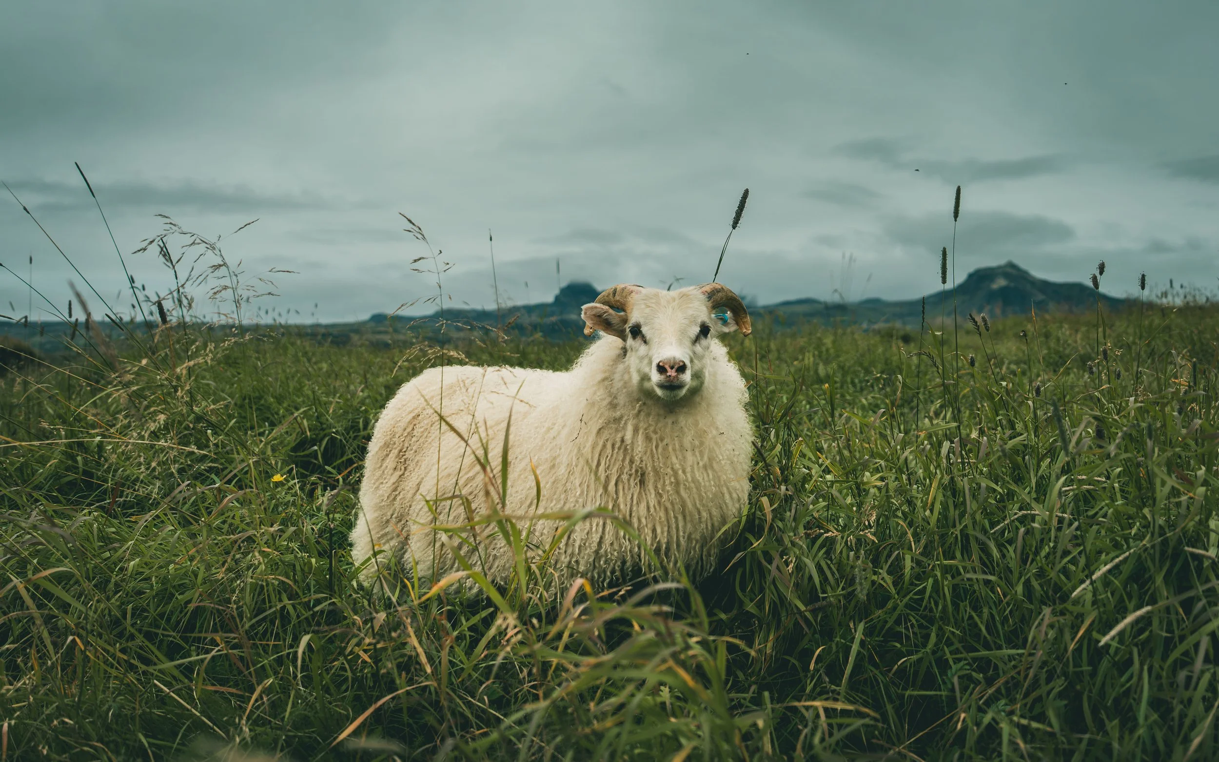 R5_07513_D7-8-12_Búðakirkja-small.jpg