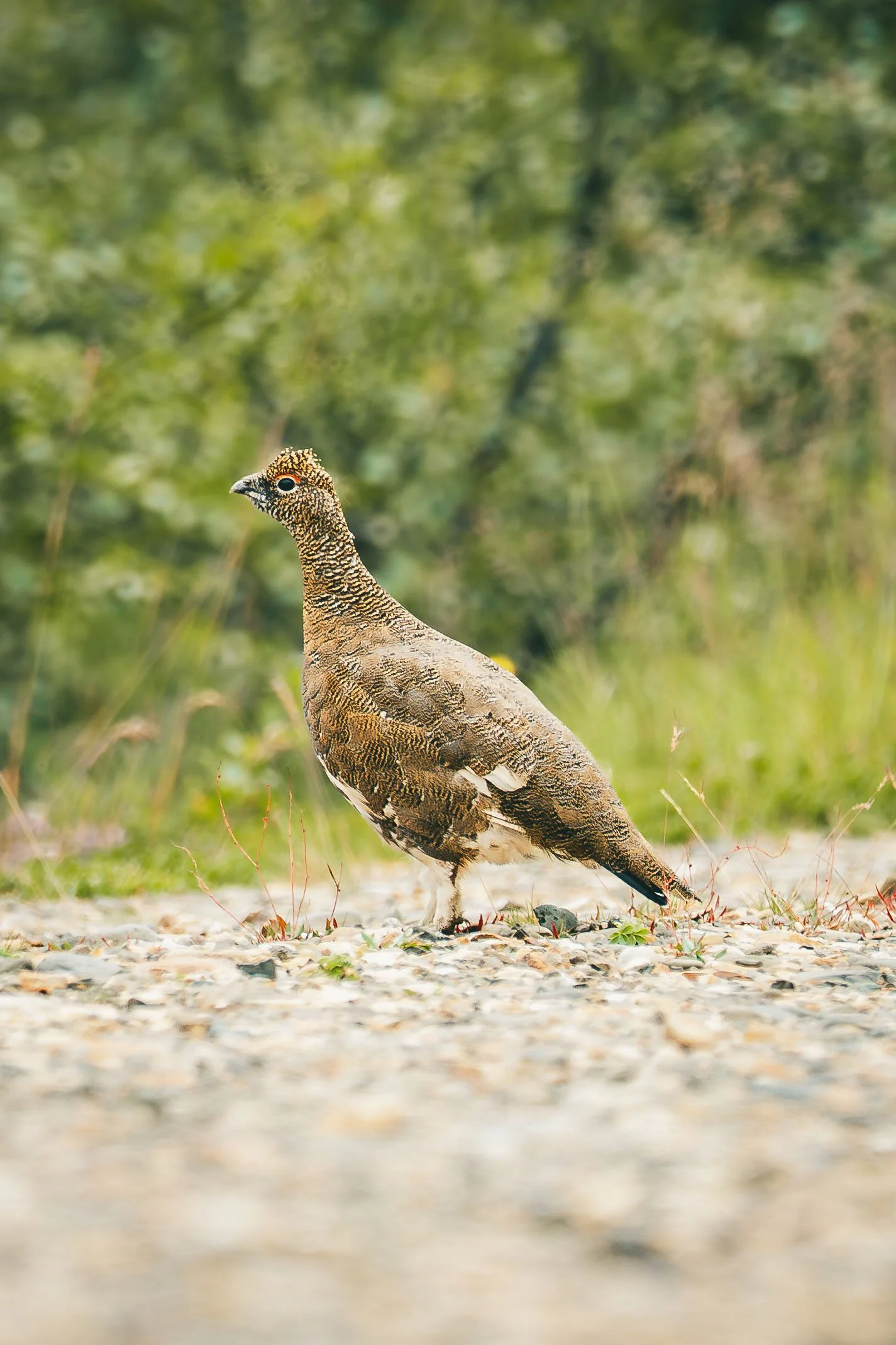 R5_07922_D8-8-13_311Refsholt_RockPtarmigan-small.jpg