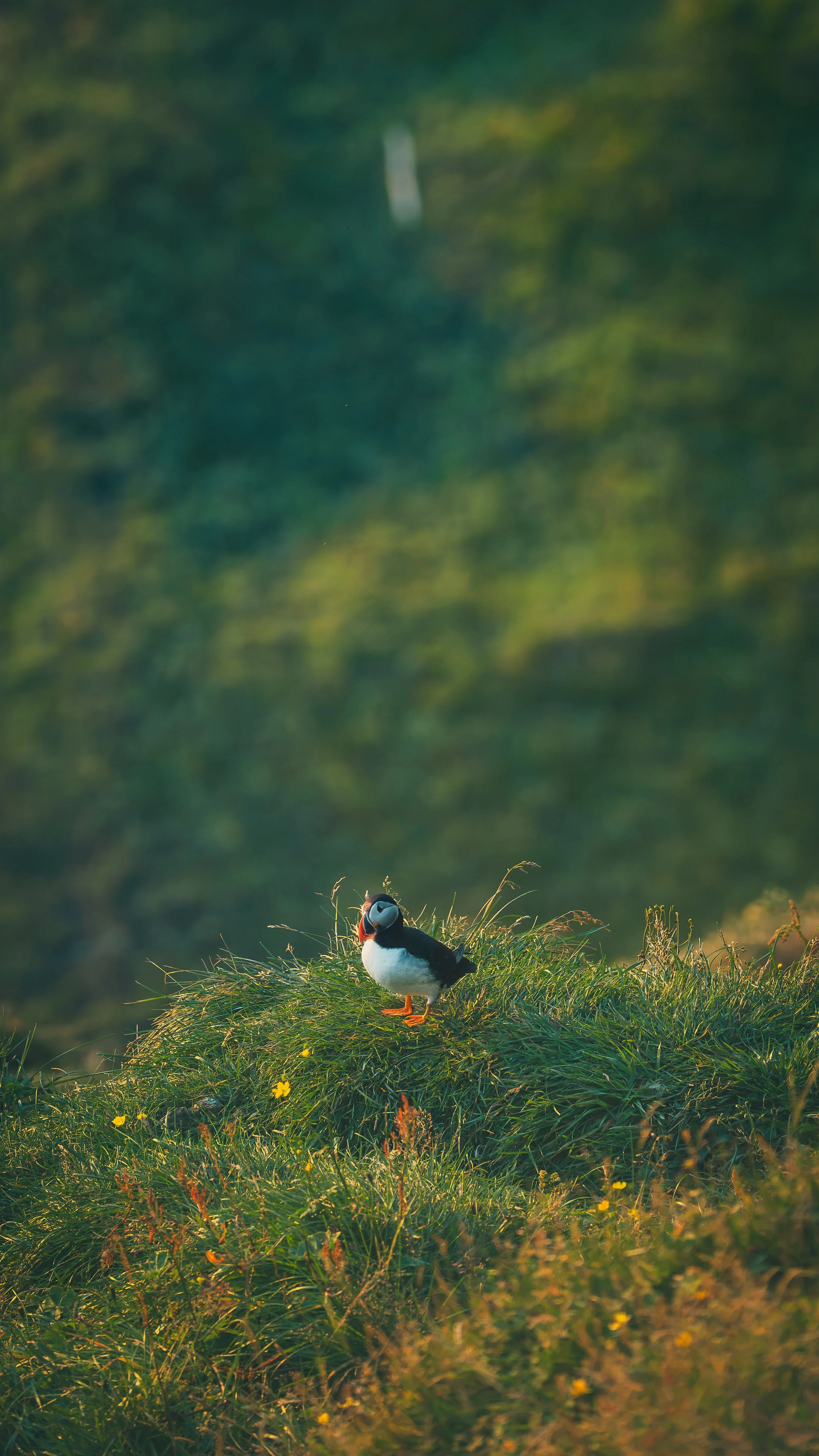 R5_06113_D4-8-9_Vik_Dyrhólaey-Puffins-small.jpg