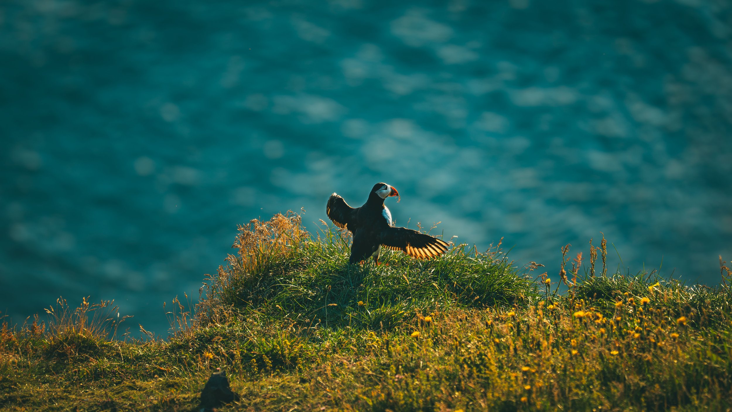 R5_05832_D4-8-9_Vik_Dyrhólaey-Puffins-small.jpg