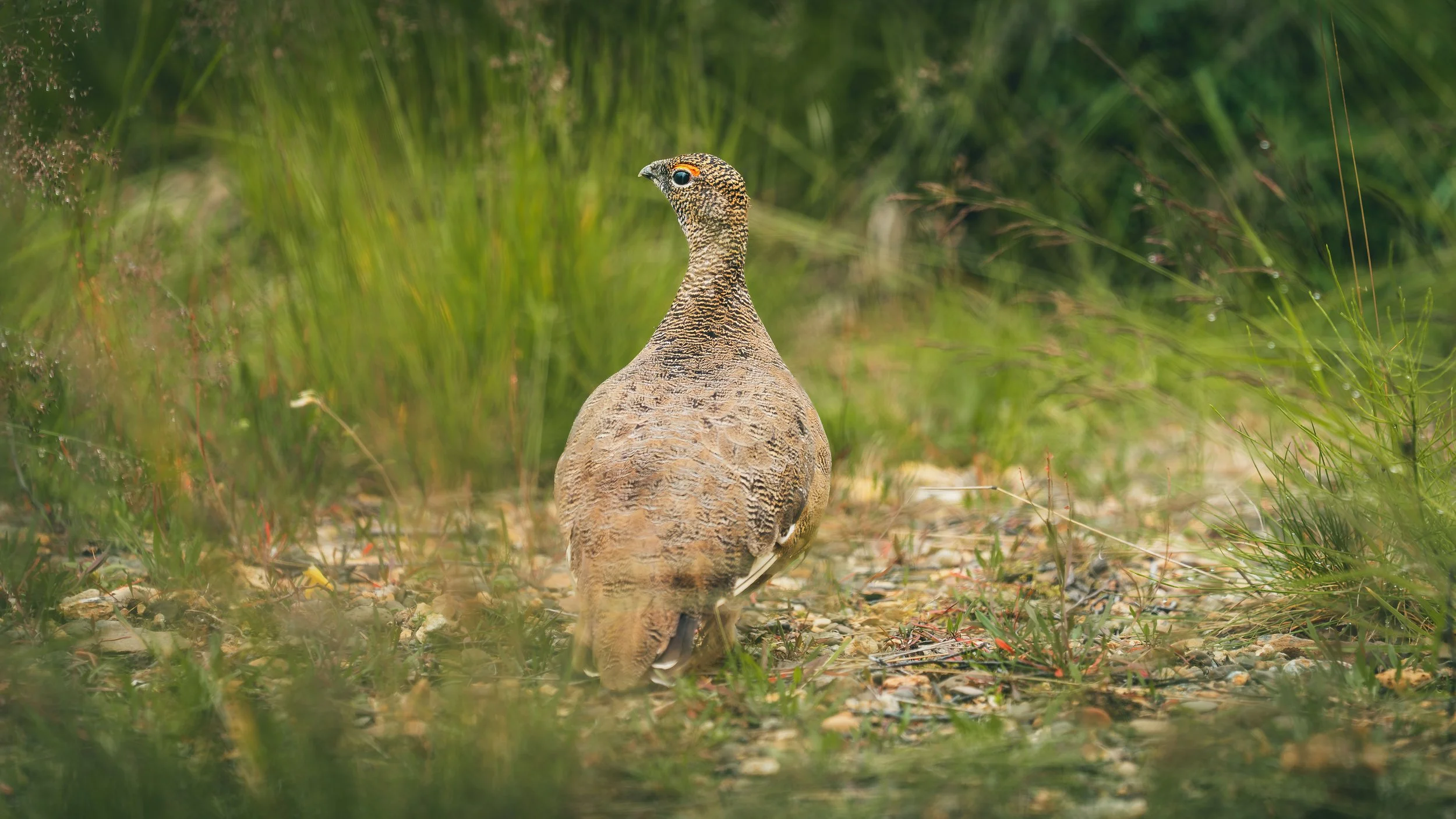 R5_07901_D8-8-13_311Refsholt_RockPtarmigan-small.jpg