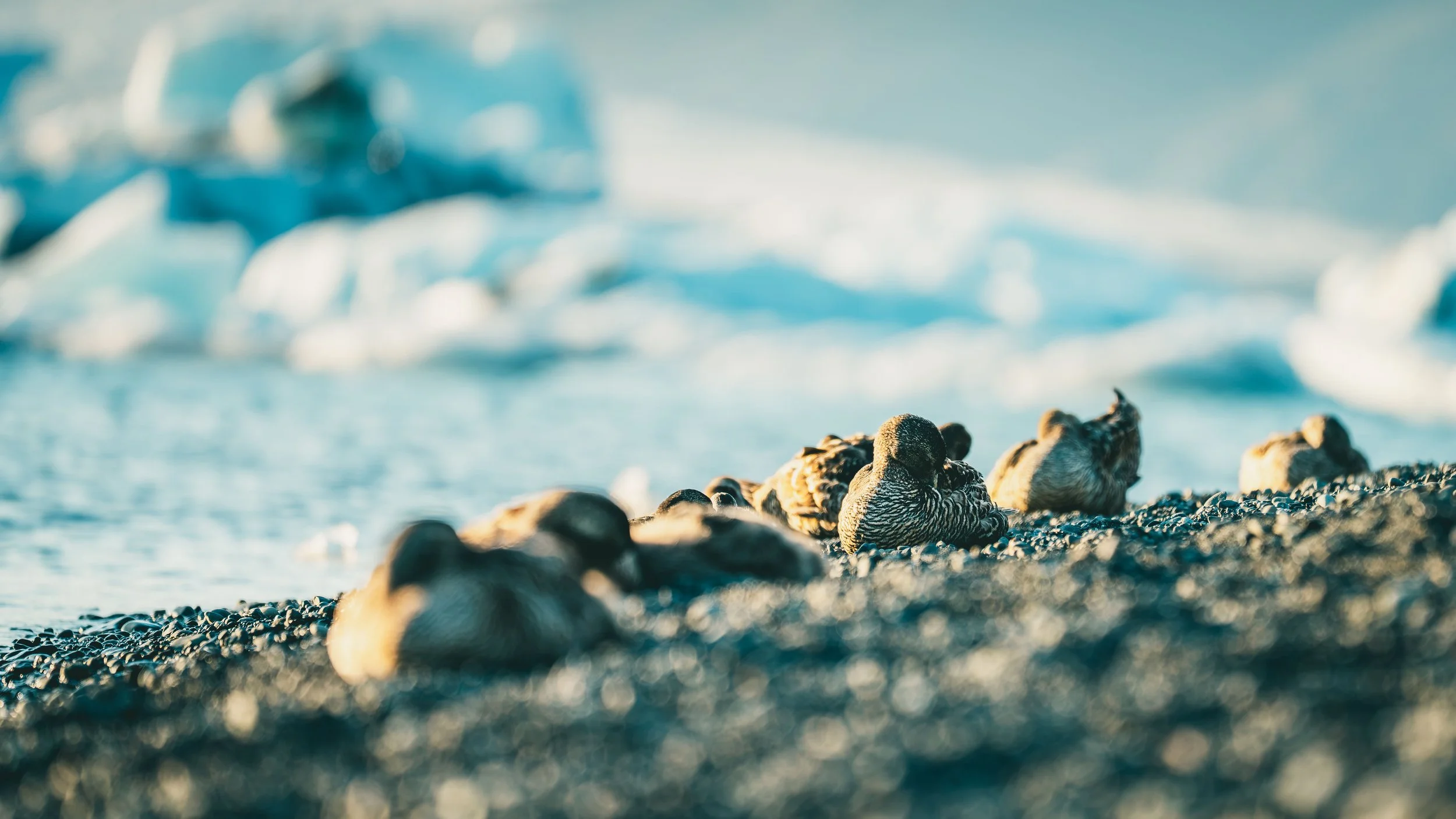 R5_06495_D5-8-10_JökulsárlónGlacierLagoon-small.jpg