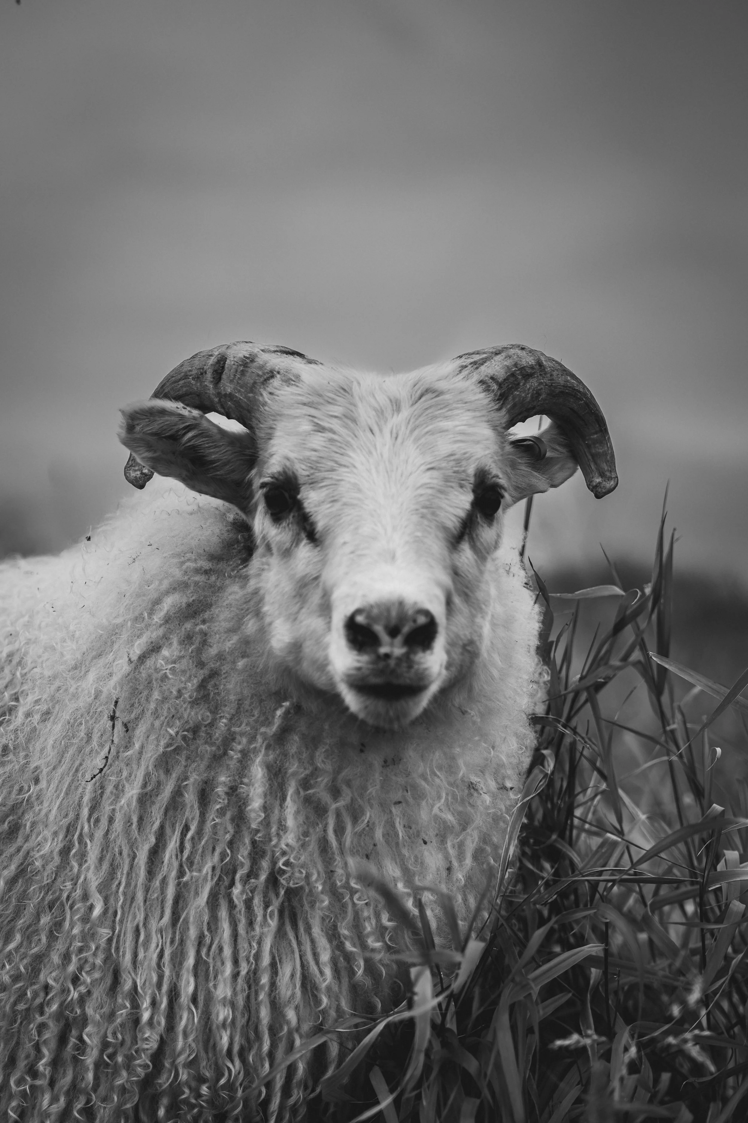 R5_07510_BW_D7-8-12_Búðakirkja-small.jpg