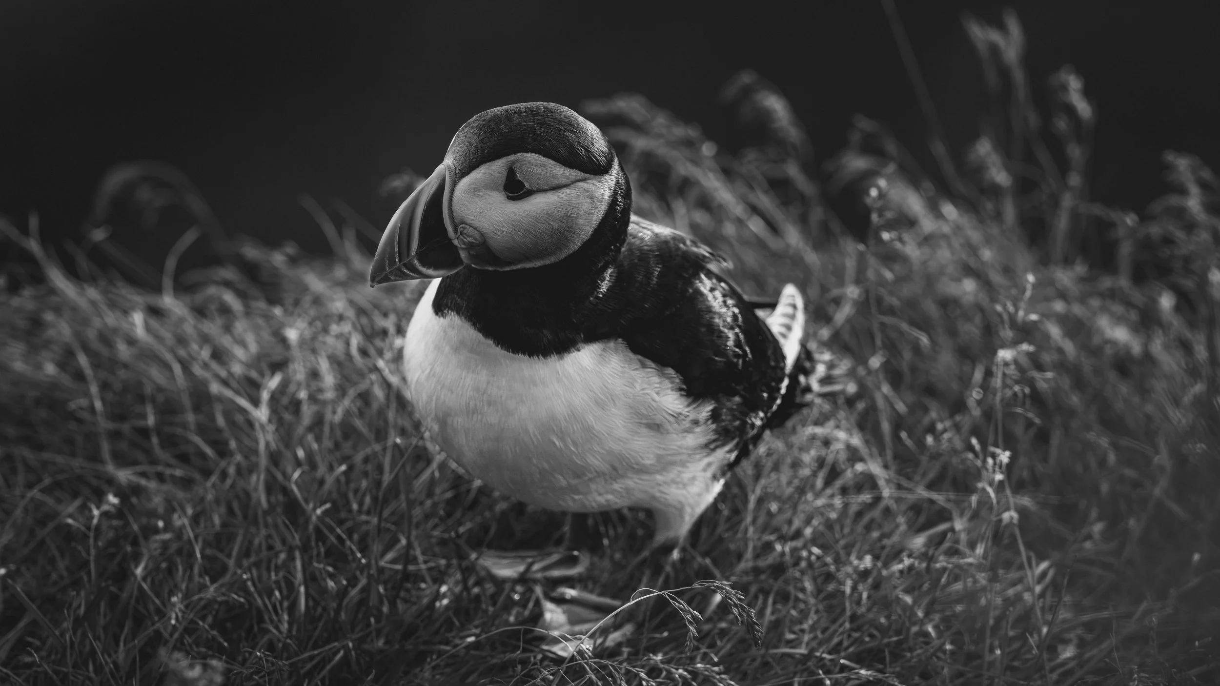 R5_06245_BW_D4-8-9_Vik_Dyrhólaey-Puffins-small.jpg