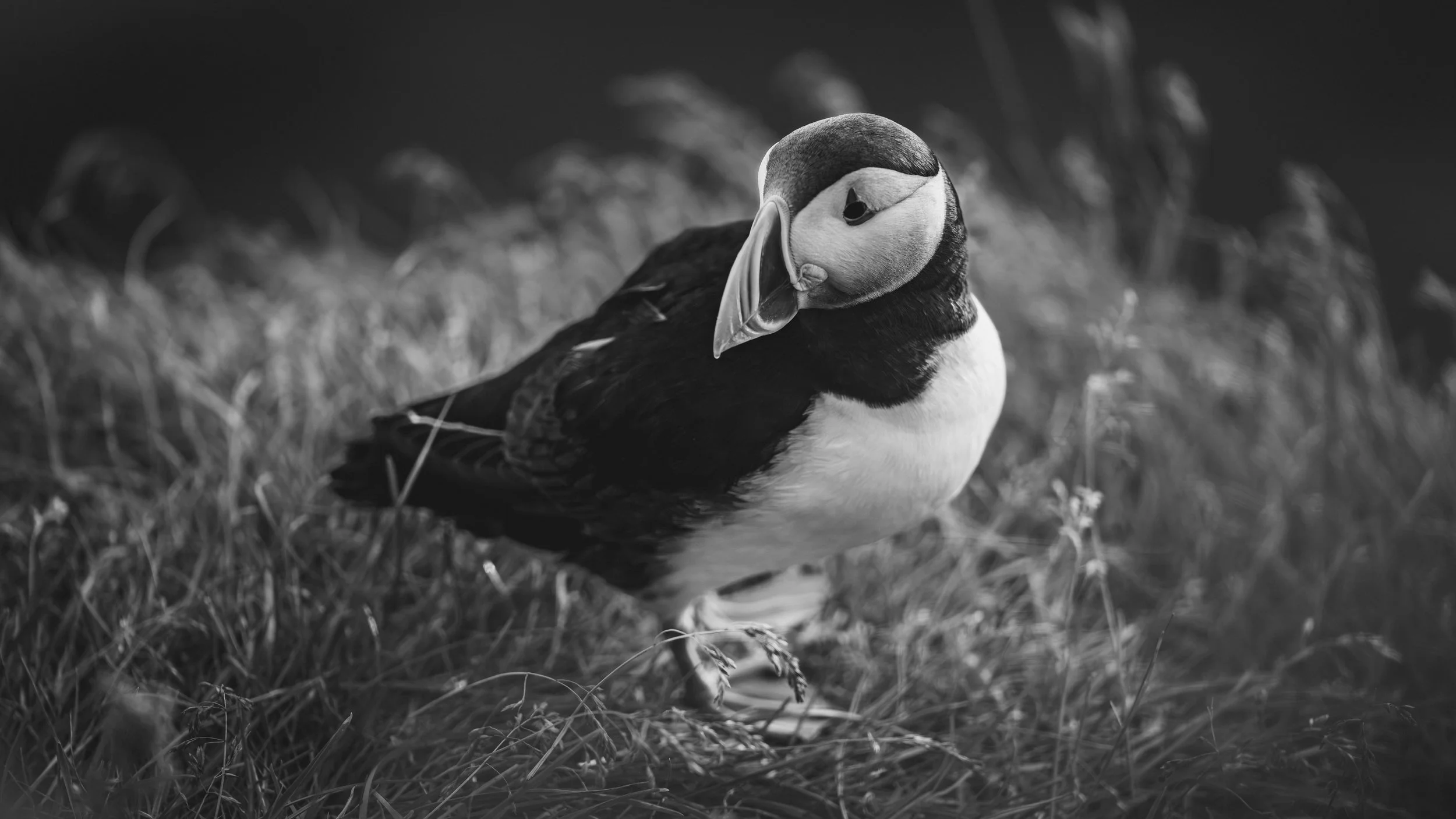 R5_06287_BW_D4-8-9_Vik_Dyrhólaey-Puffins-small.jpg