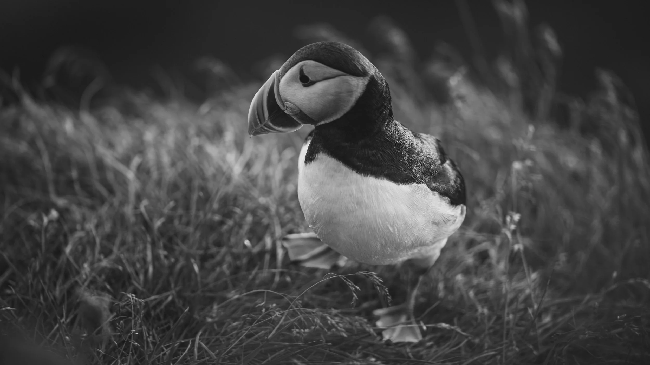R5_06289_BW_D4-8-9_Vik_Dyrhólaey-Puffins-small.jpg