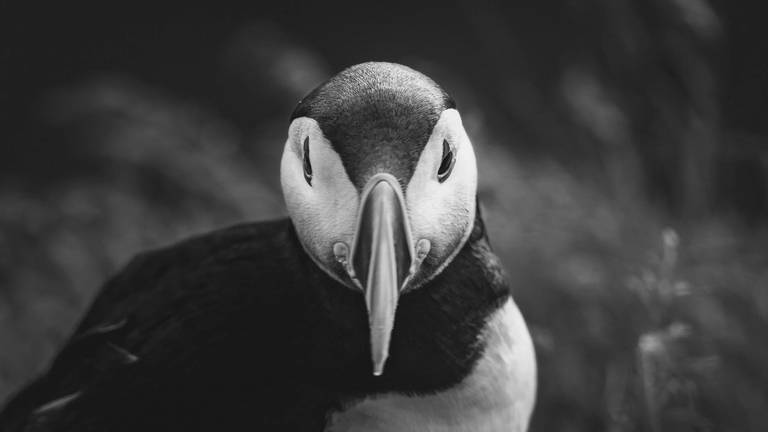 R5_06284_BW_D4-8-9_Vik_Dyrhólaey-Puffins-small.jpg