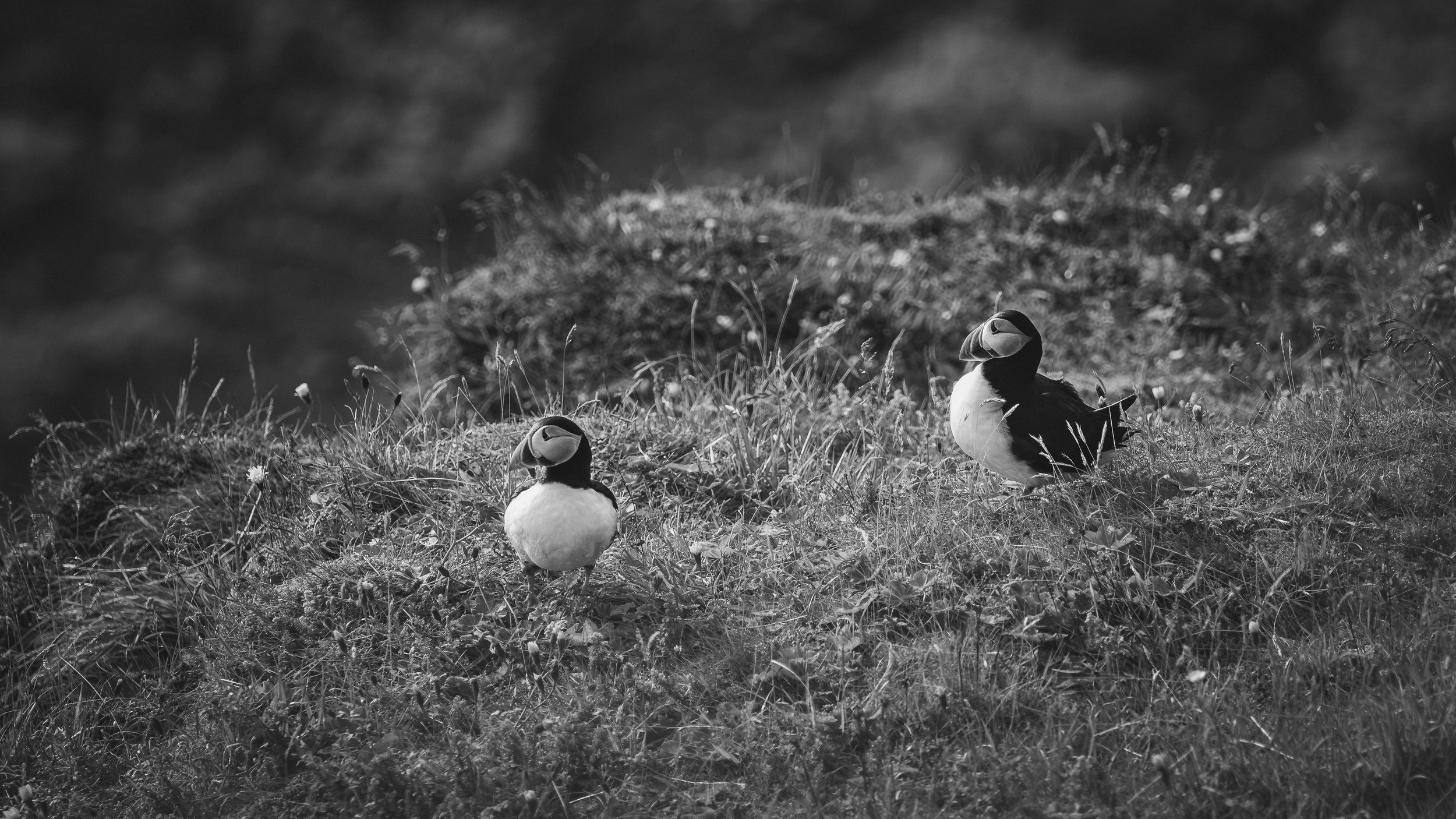 R5_05970_BW_D4-8-9_Vik_Dyrhólaey-Puffins-small.jpg
