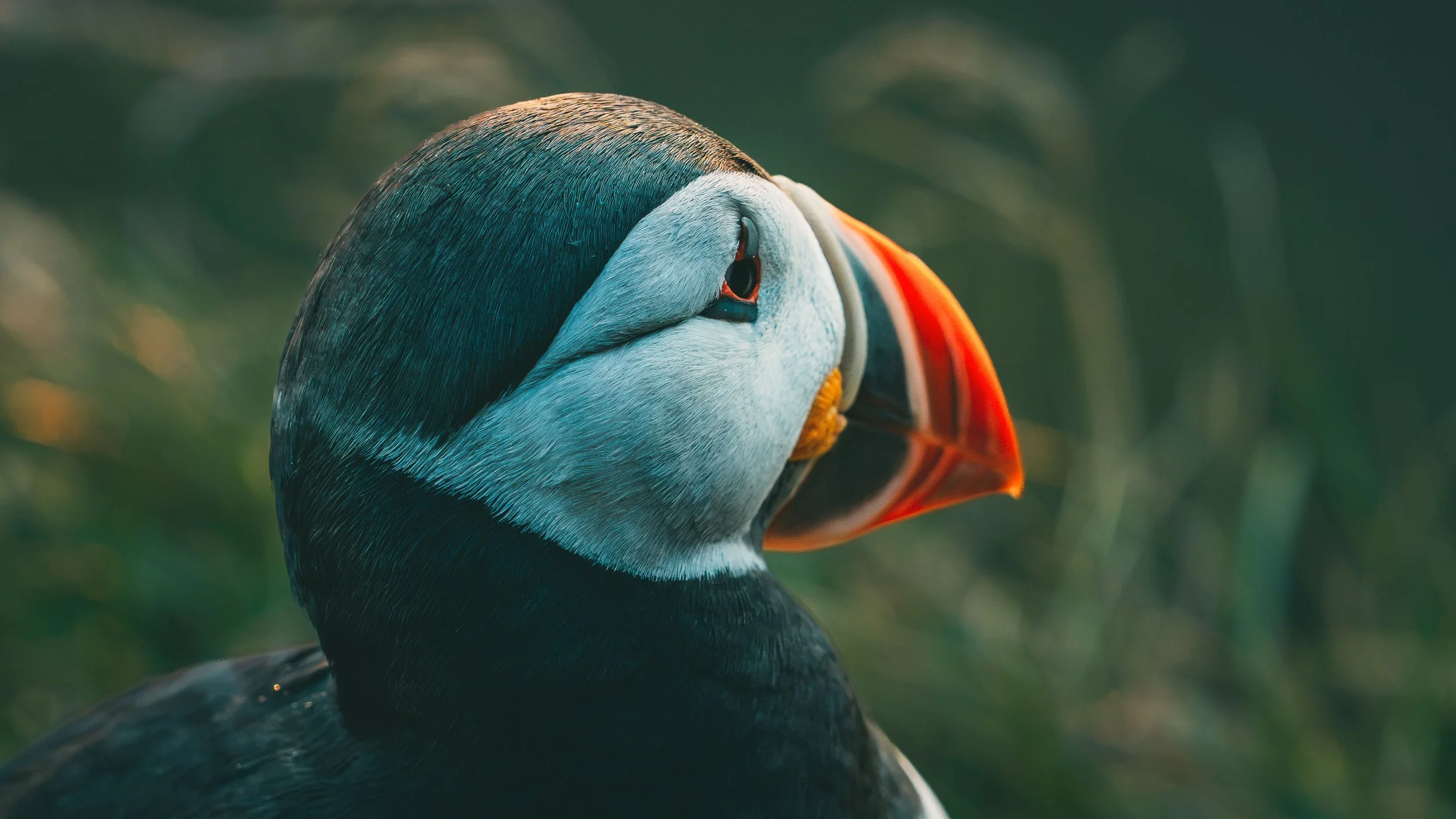 Dyrhólaey Puffins