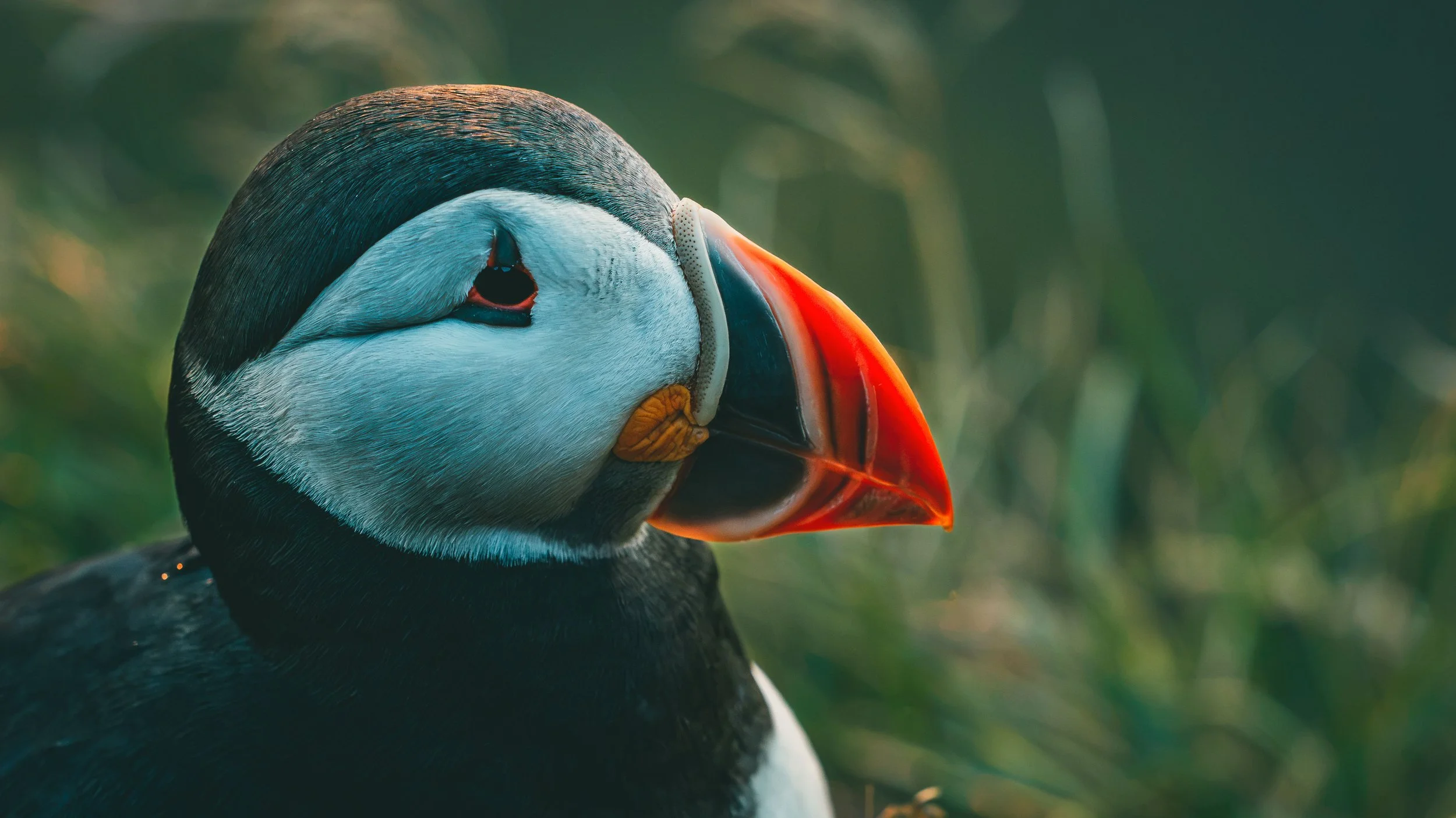 R5_06179_D4-8-9_Vik_Dyrhólaey-Puffins-small.jpg