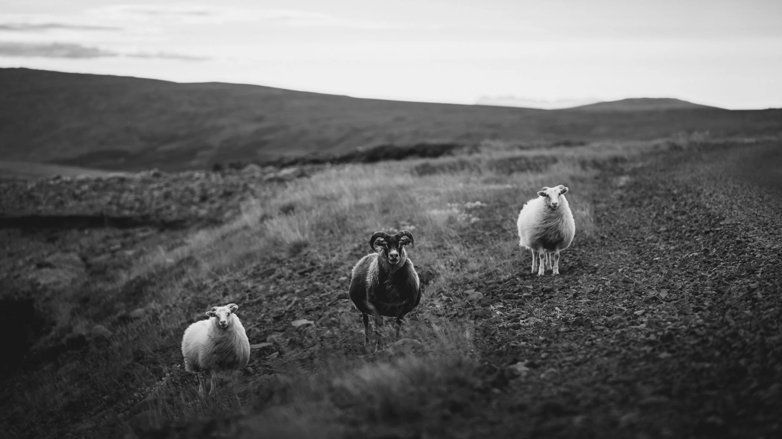 R5_07187_BW_D6-8-11_Route52-small.jpg