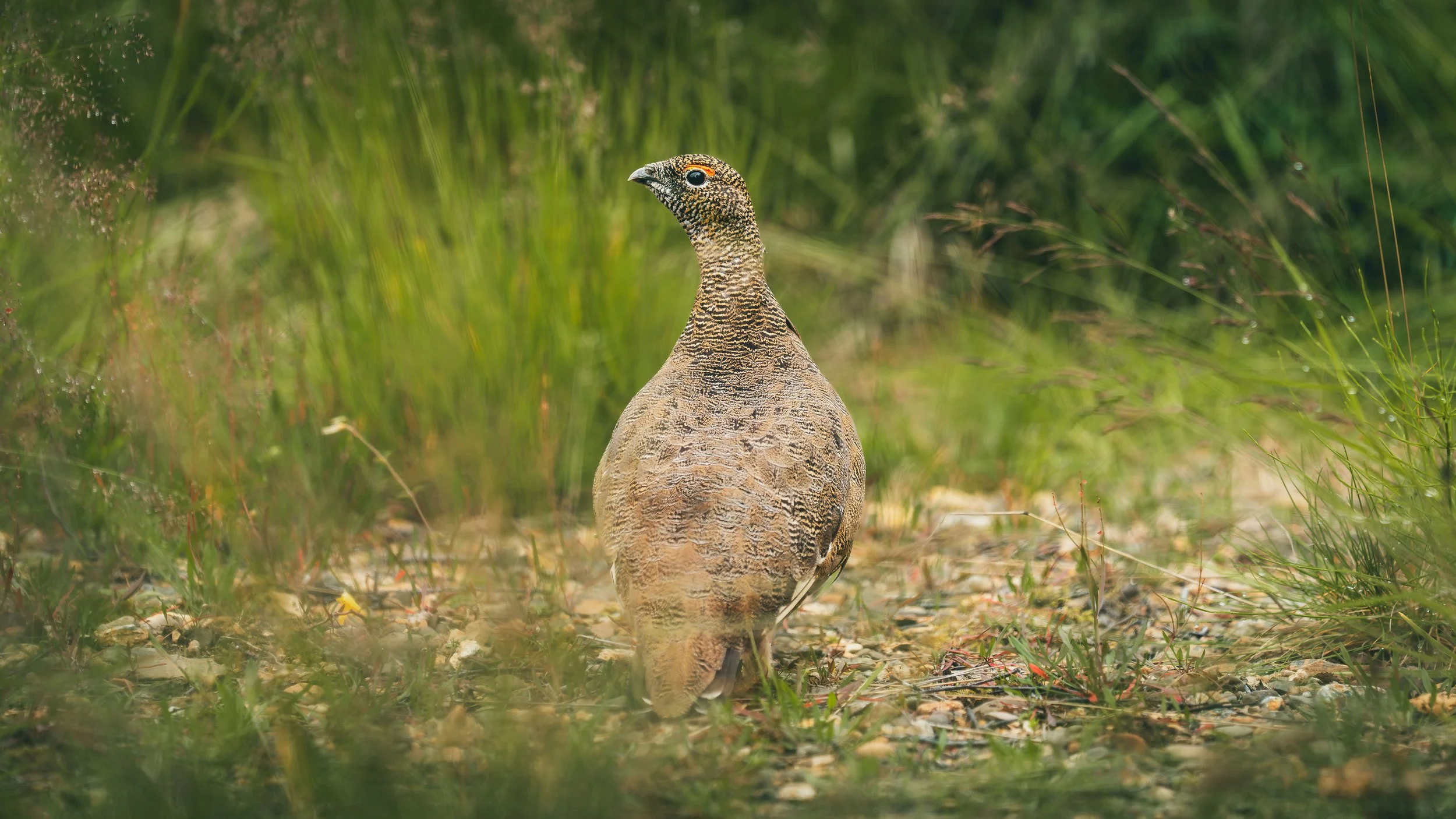 R5_07904_D8-8-13_311Refsholt_RockPtarmigan-small.jpg