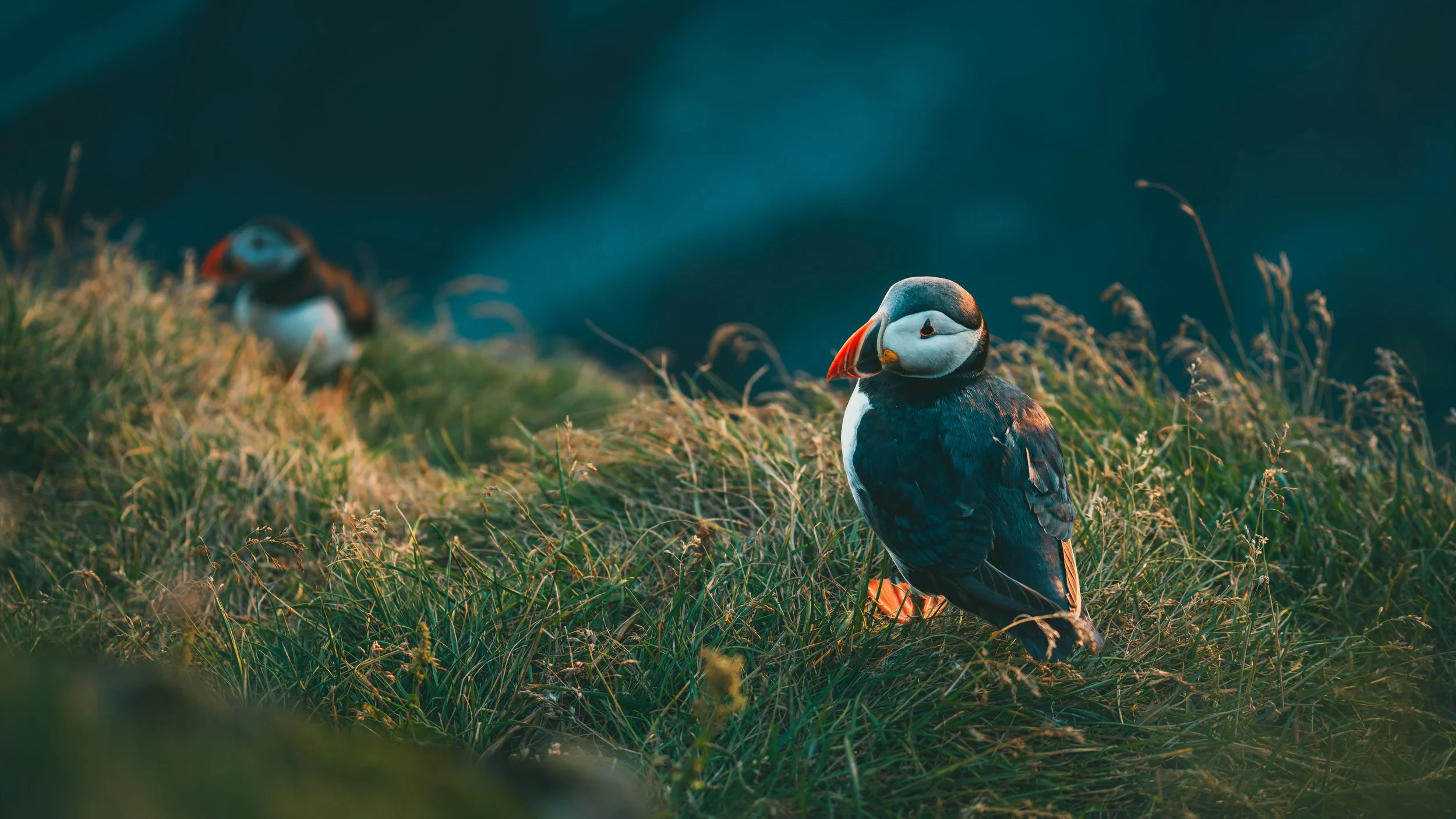 R5_06299_D4-8-9_Vik_Dyrhólaey-Puffins-small.jpg