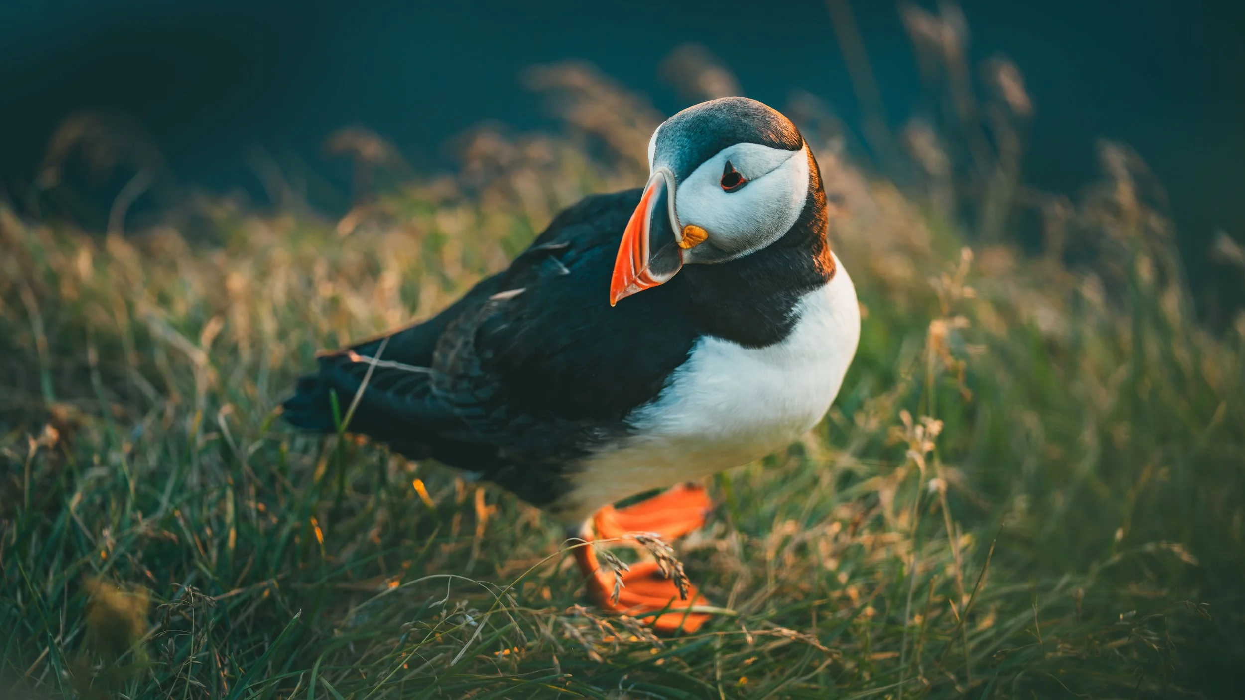 R5_06287_D4-8-9_Vik_Dyrhólaey-Puffins-small.jpg