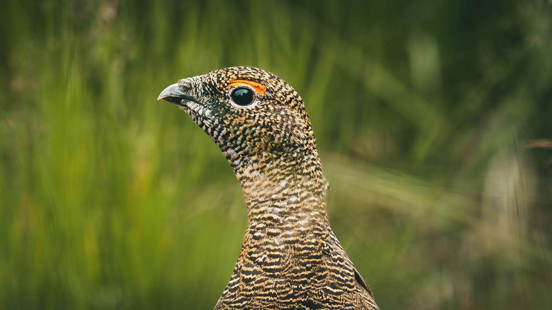 R5_07905_D8-8-13_311Refsholt_RockPtarmigan-small.jpg