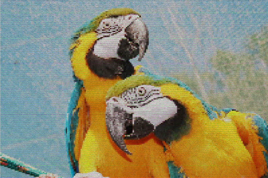 #244: Papegaaien en pesters