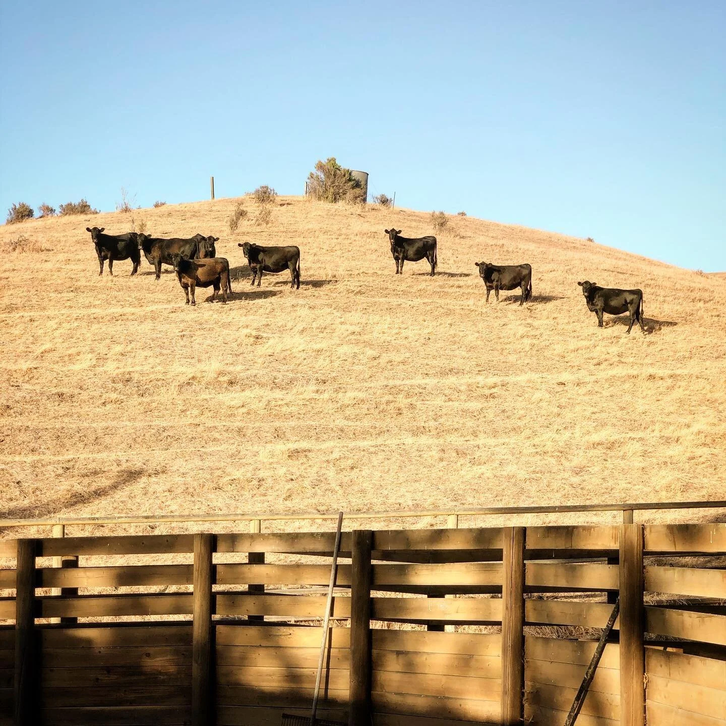 Just the most beautiful evening at the ranch. #ranch #cows 🐮