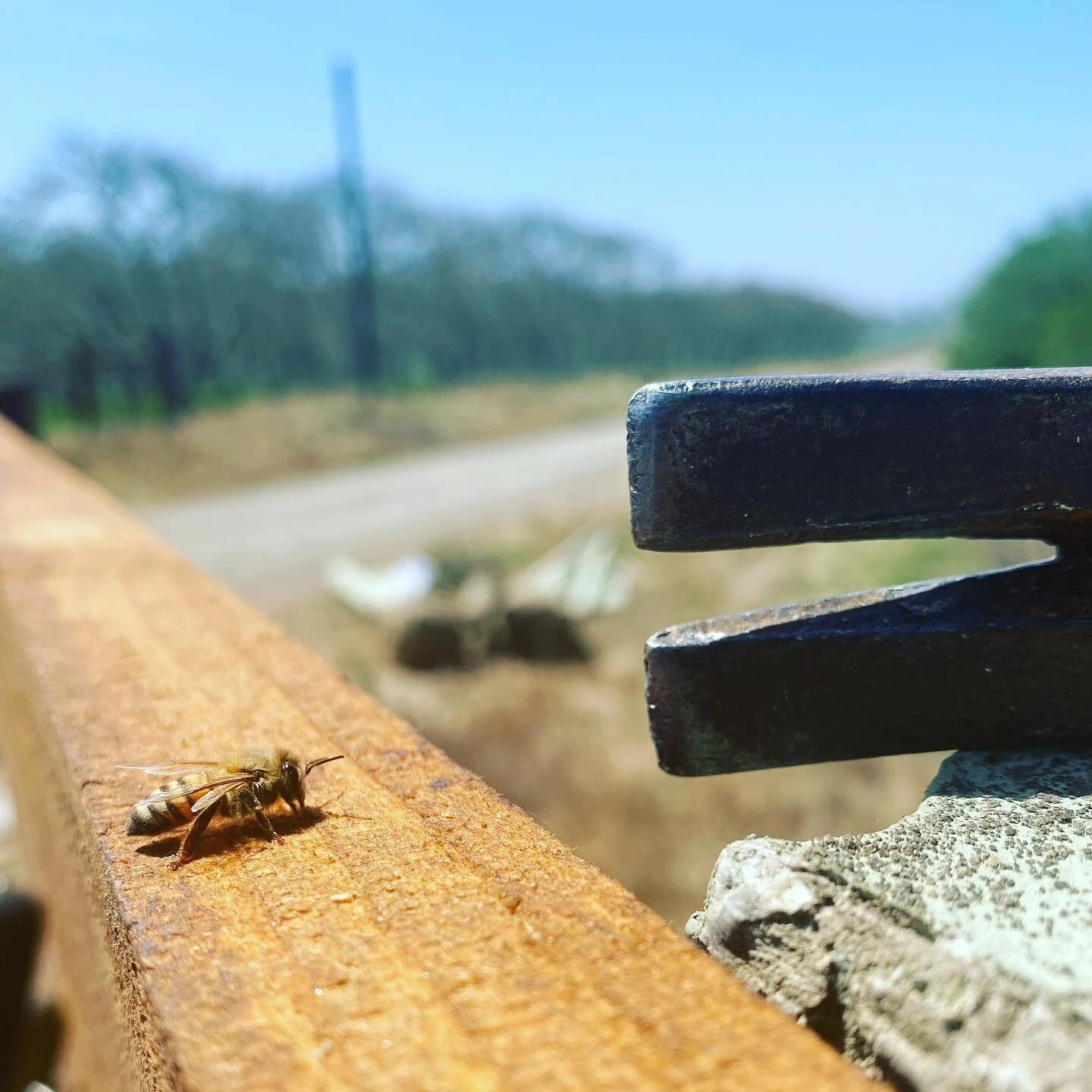 A 🐝 checks our work as we replace the fence line. #beesofinstagram
