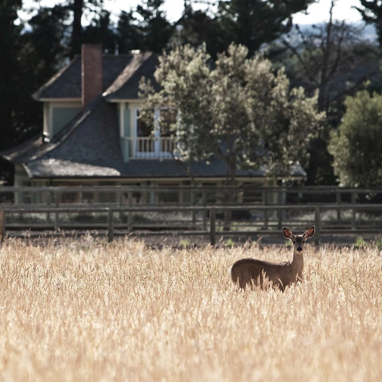 This yearling 🦌 was curious enough to let us get one of our favorite shots of Santa Rita Rita Ranch. #ranchlife #ranchhouse #deer #hayfield