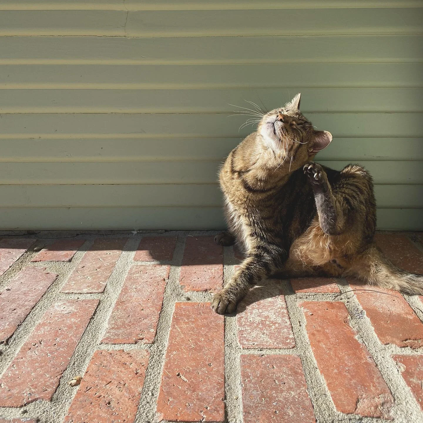 Our cat, Vato, is loving the warm weather this weekend!