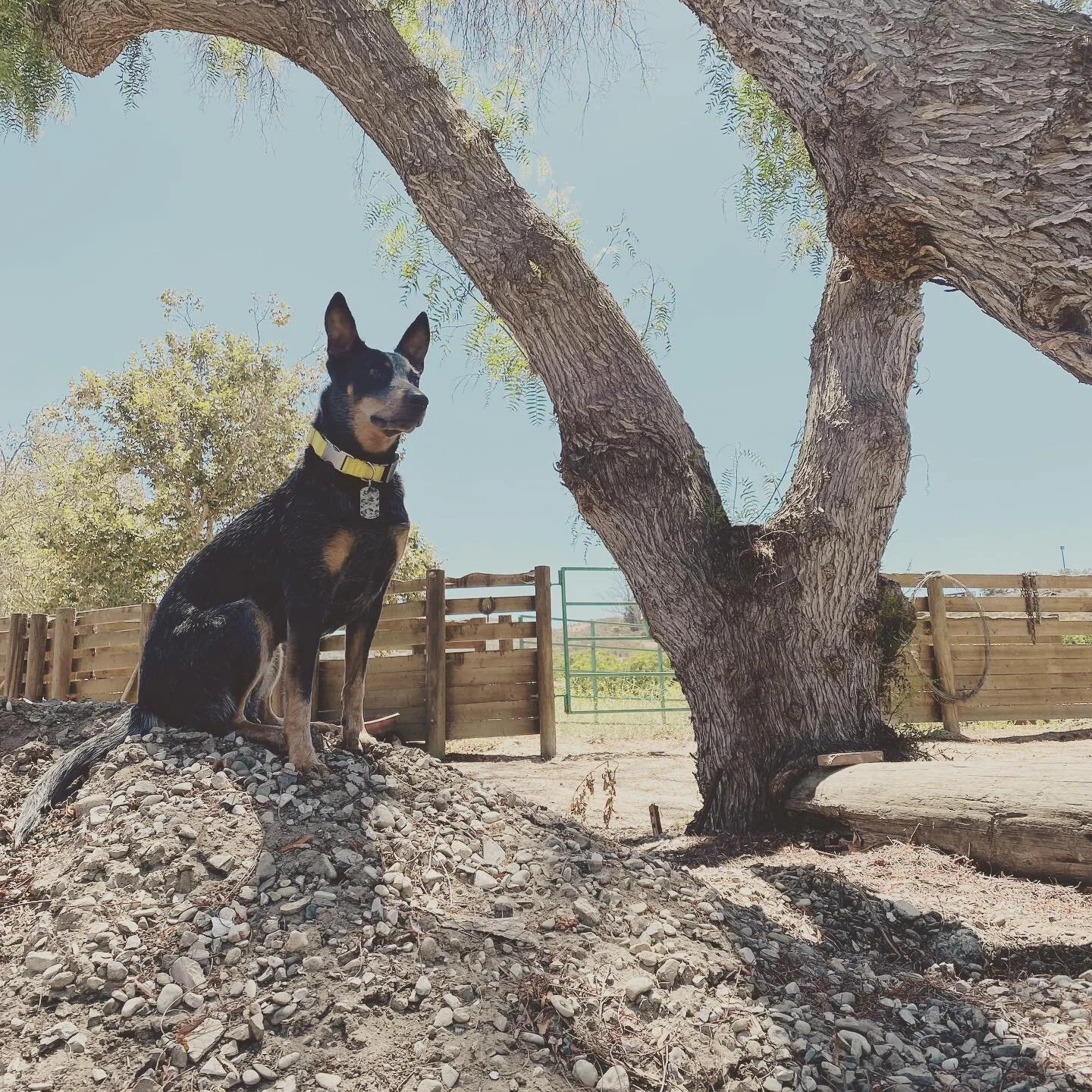 Meet our newest ranch hand, Laika! 🐕