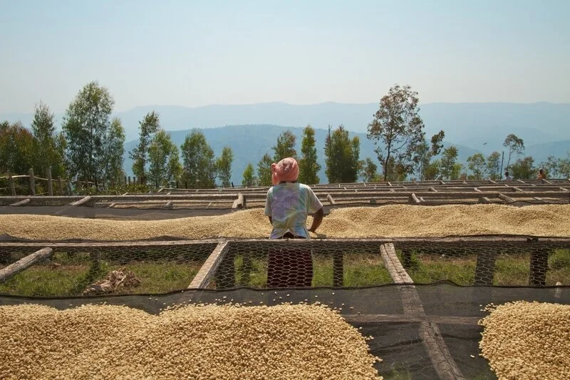 Root Capital | Financing for agricultural businesses in the Global South