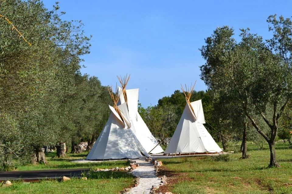 Two white teepees with wooden poles set up in a forested area with green grass and trees, under a clear blue sky.