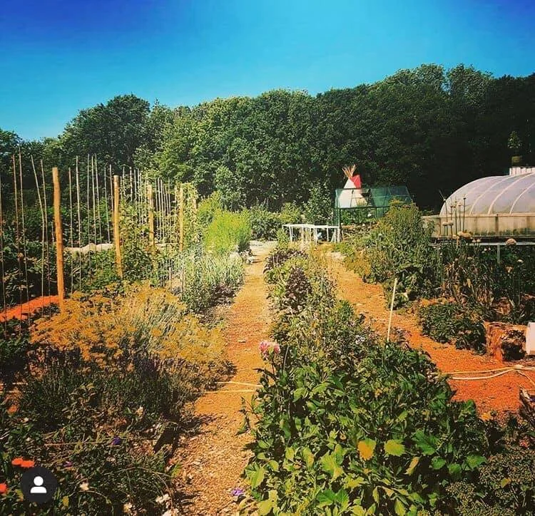 A vibrant vegetable garden with plants growing along neat rows under a clear blue sky, bordered by lush green trees.