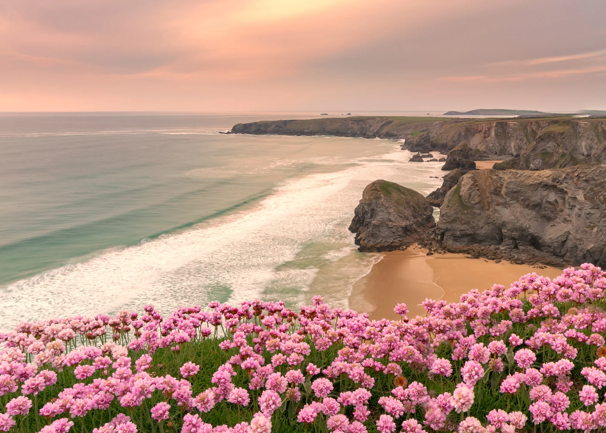 Bedruthan Steps in Cornwall.  Sunset photography print.   Showing the thrift in flower in pink and purple tones.   Seascape photo prints from England.