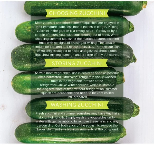 Zucchini_v1_08.jpg