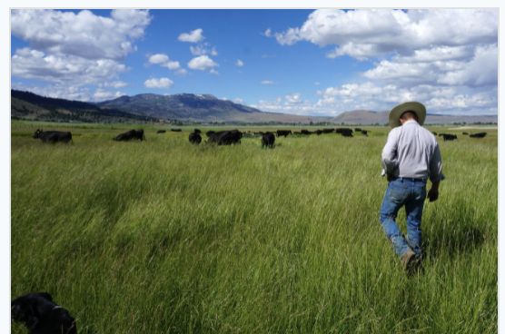 Screen Shot 2021-05-19 at 2.01.51 PM.png